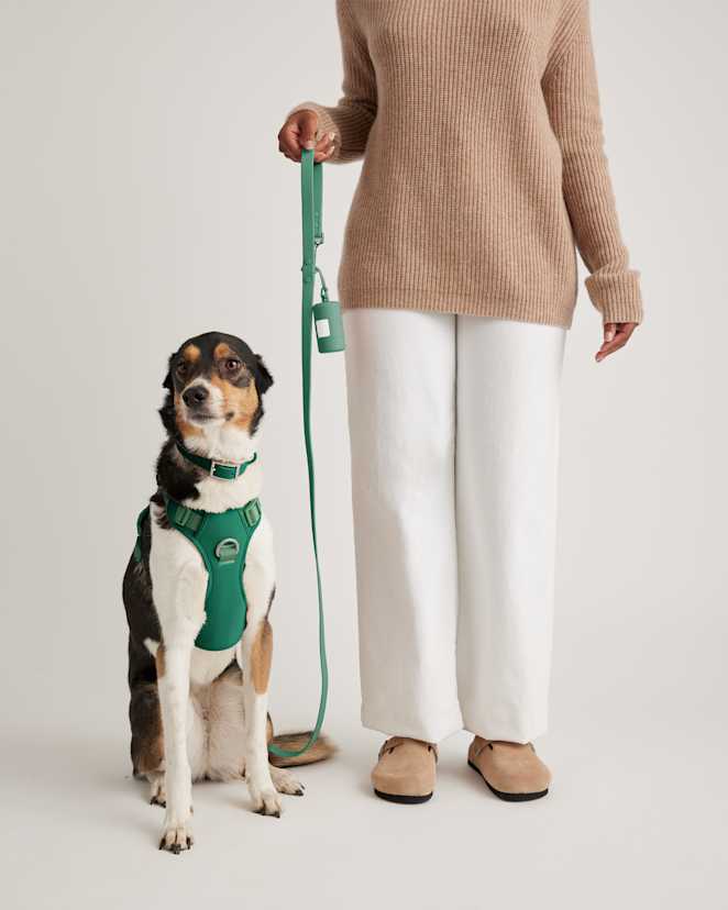 Everglade Green Dog Harness Walk Kit