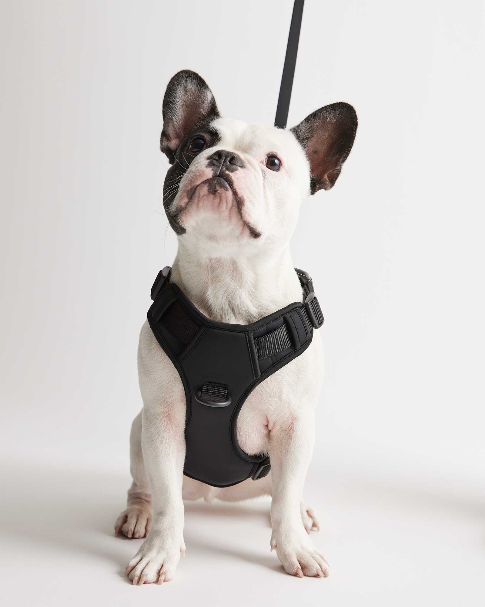 04 SHOT 0079 Black Neoprene Double Panel Dog Harness