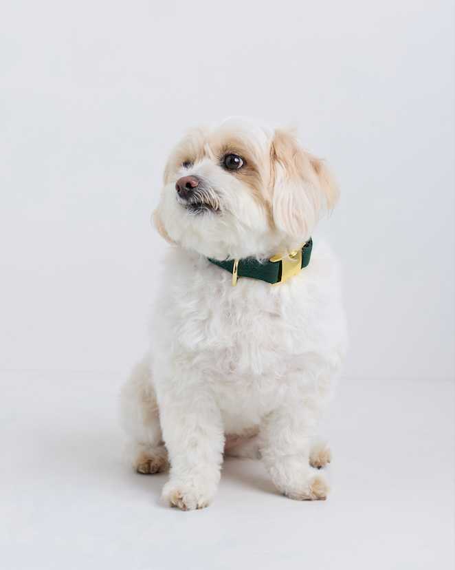 Dark Green 100% Cotton-Wrapped Nylon Dog Collar