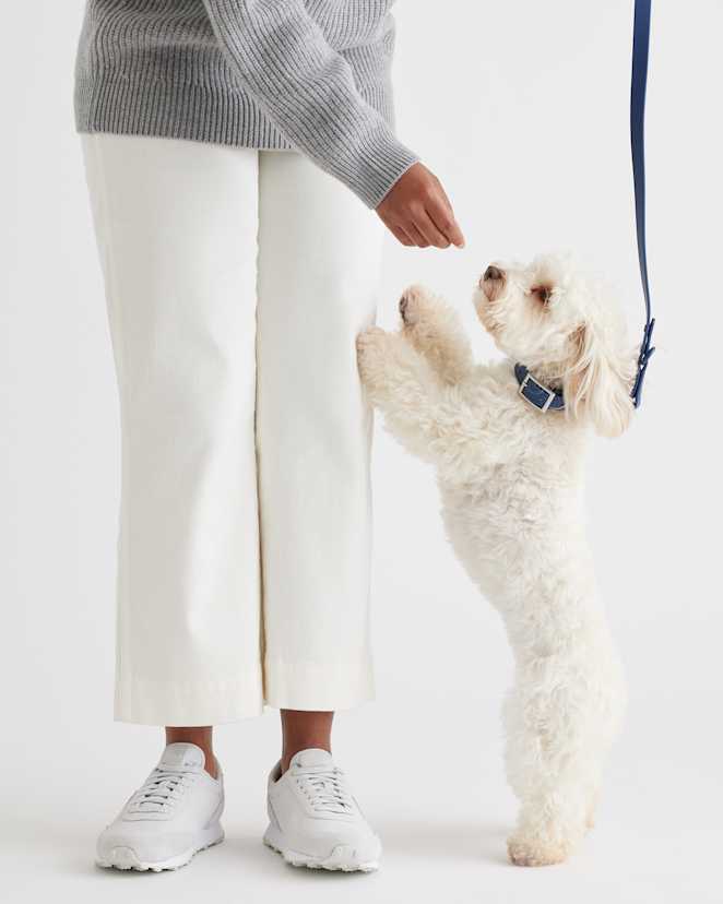 Navy Dog Collar Walk Kit
