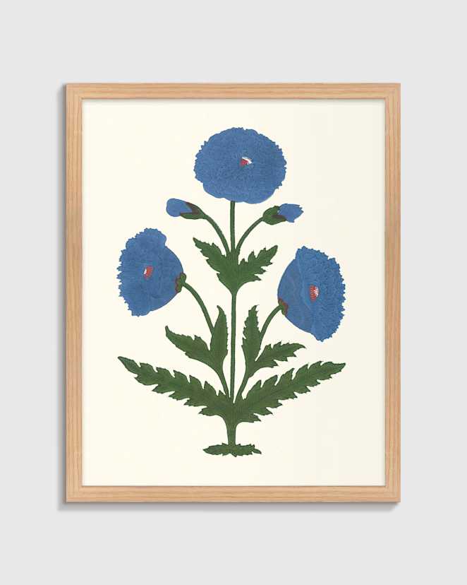 Oak Blue Mughal Poppy Antique Print