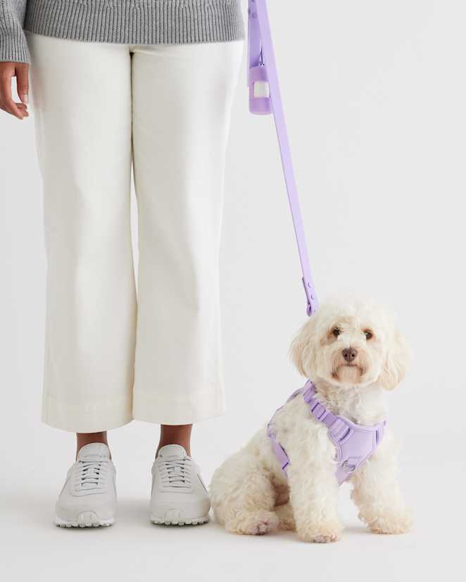 Lavender Dog Harness Walk Kit