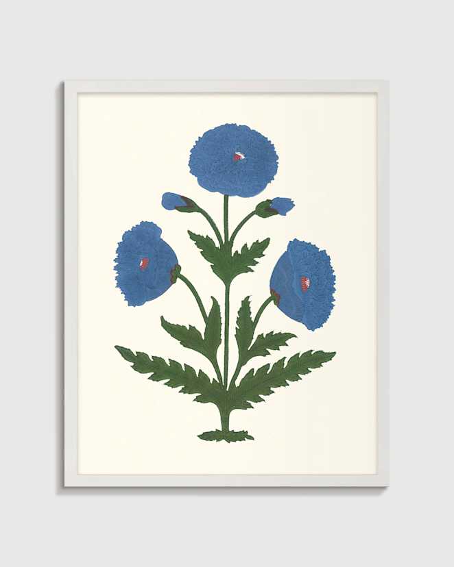 White Mughal Poppy Antique Print