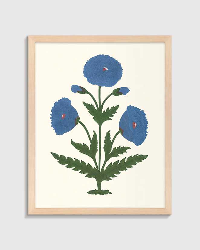 Maple Blue Mughal Poppy Antique Print