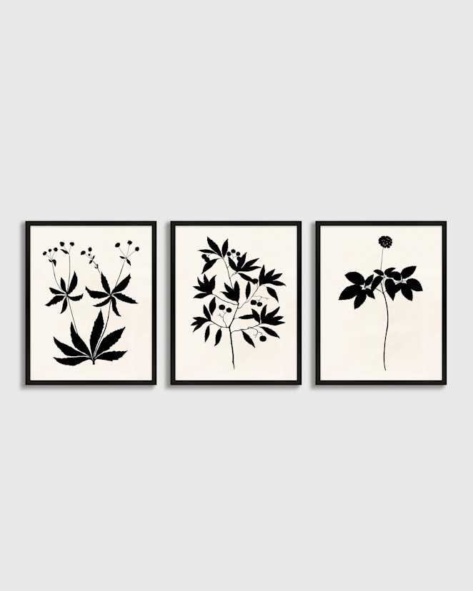 Black Botanical by Philippa Katz (Set of 3)