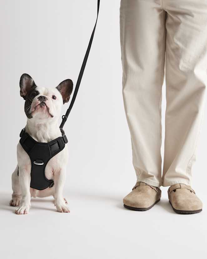 Black Dog Harness Walk Kit