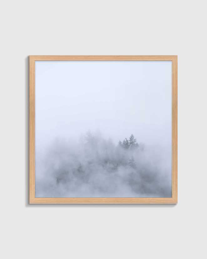Oak Above the Mist by Laura Zimmerman