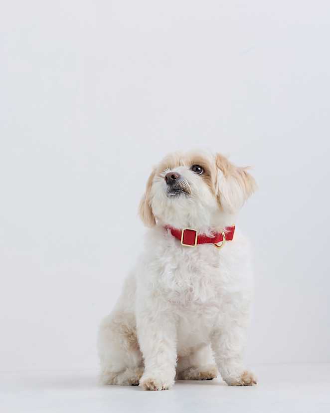 Ruby 100% Cotton-Wrapped Nylon Dog Collar