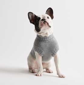 Pets Explore Everything Image