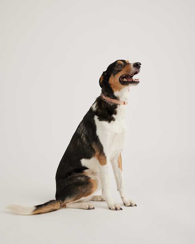 Soft Blush Collier pour chien Flex-Poly
