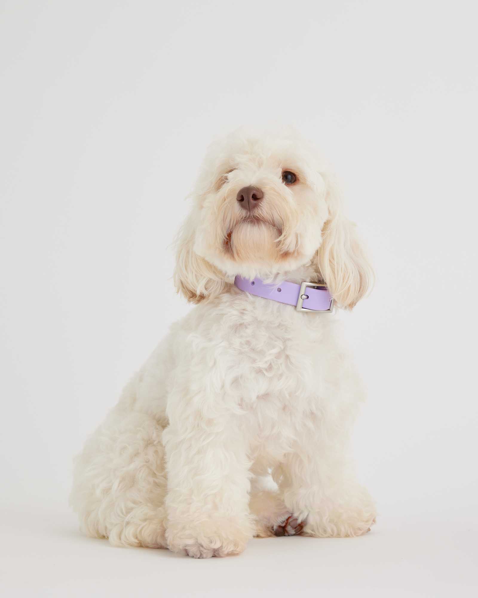 lavender Flex-Poly Dog Collar