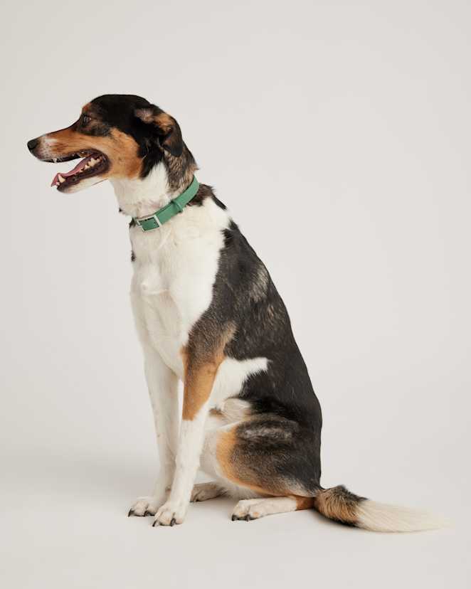 Everglade Green Flex-Poly Dog Collar