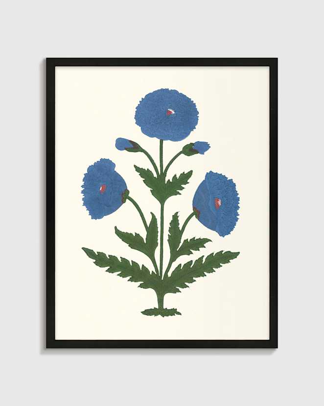 Black Blue Mughal Poppy Antique Print