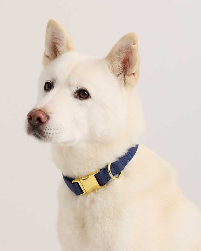 Navy 100% Cotton-Wrapped Nylon Dog Collar
