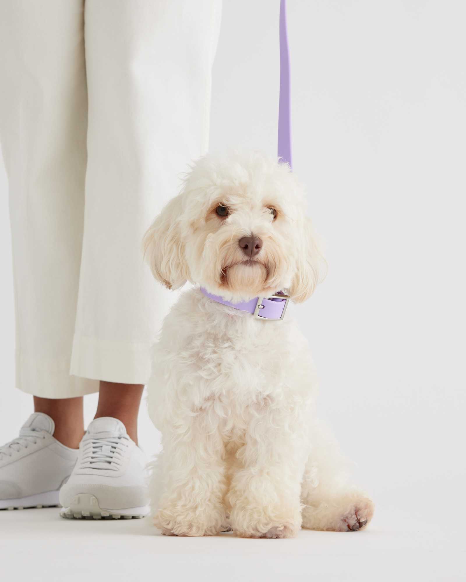 Lavender Flex-Poly Dog Leash