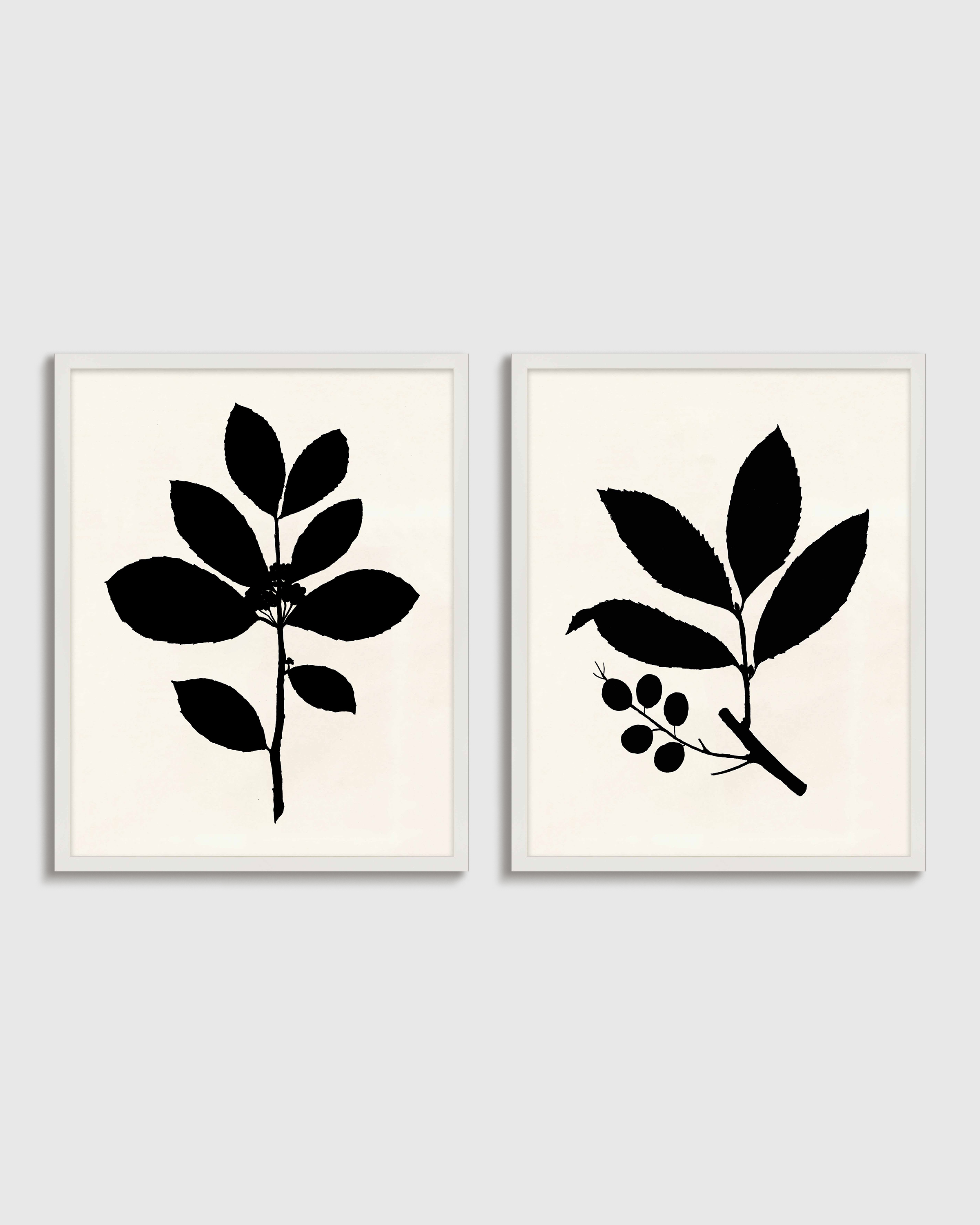 White Tea Tree, Cherry Laurel by Philippa Katz (Set of 2)