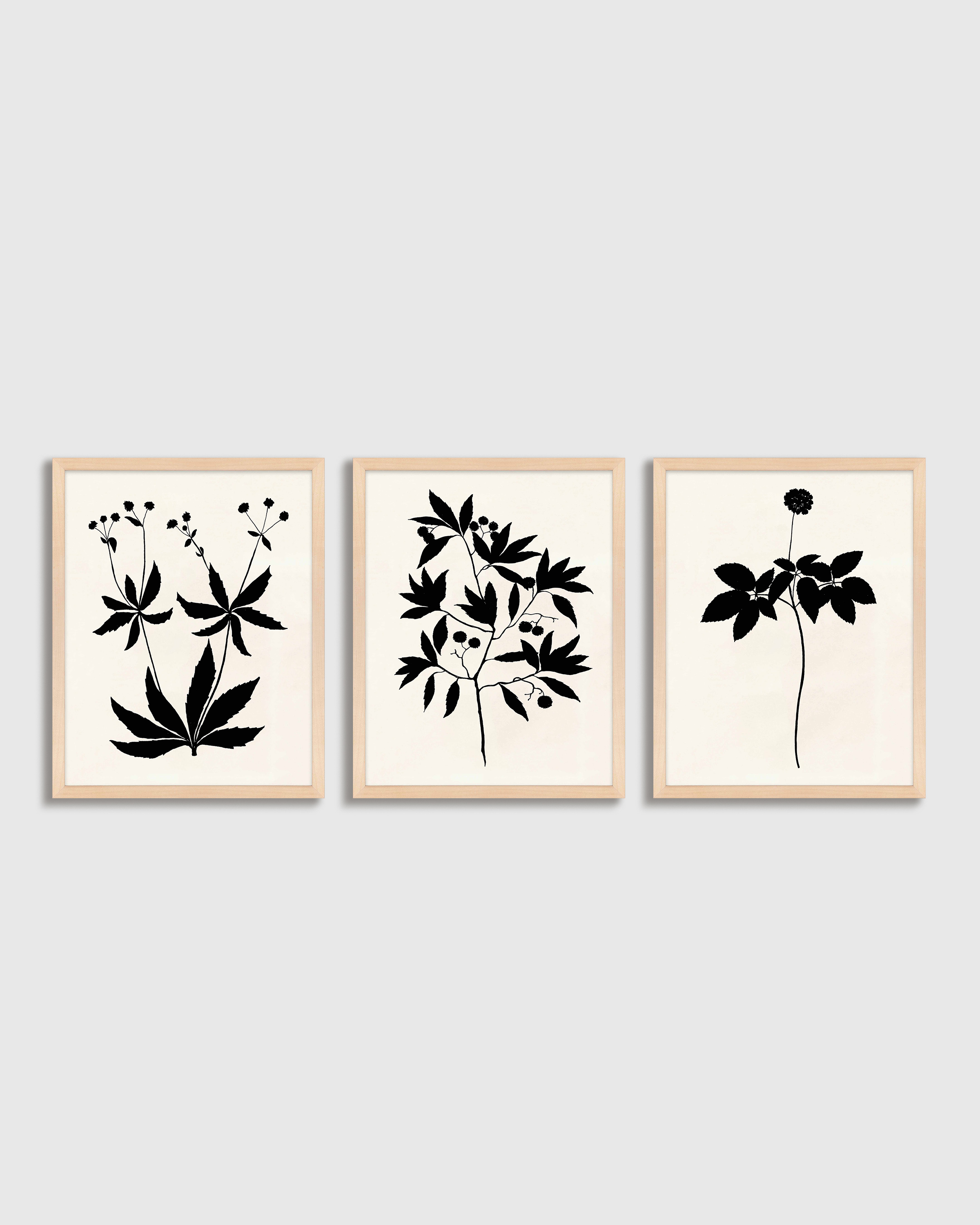 Maple Botanical by Philippa Katz (Set of 3)