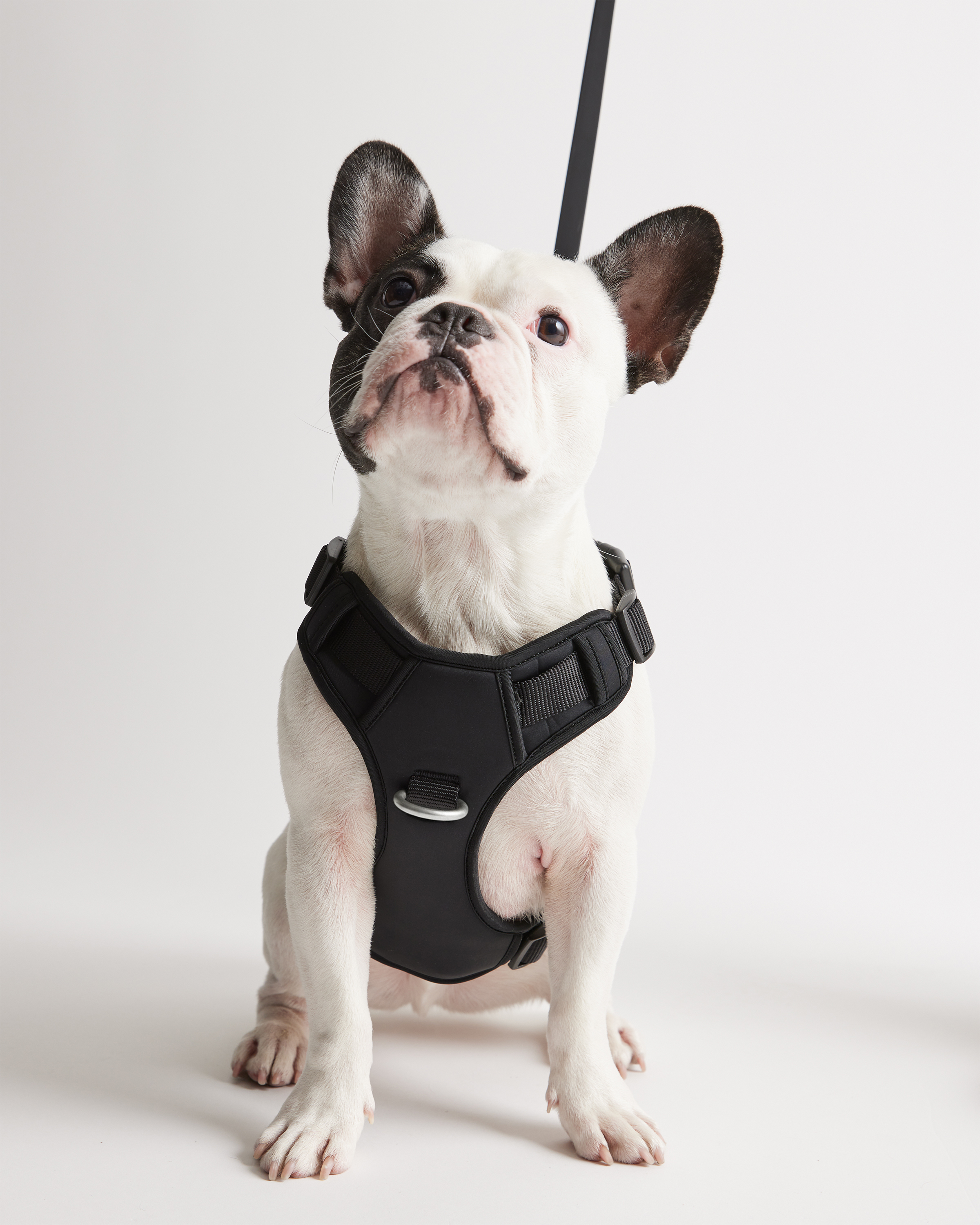 Black Neoprene Double Panel Dog Harness
