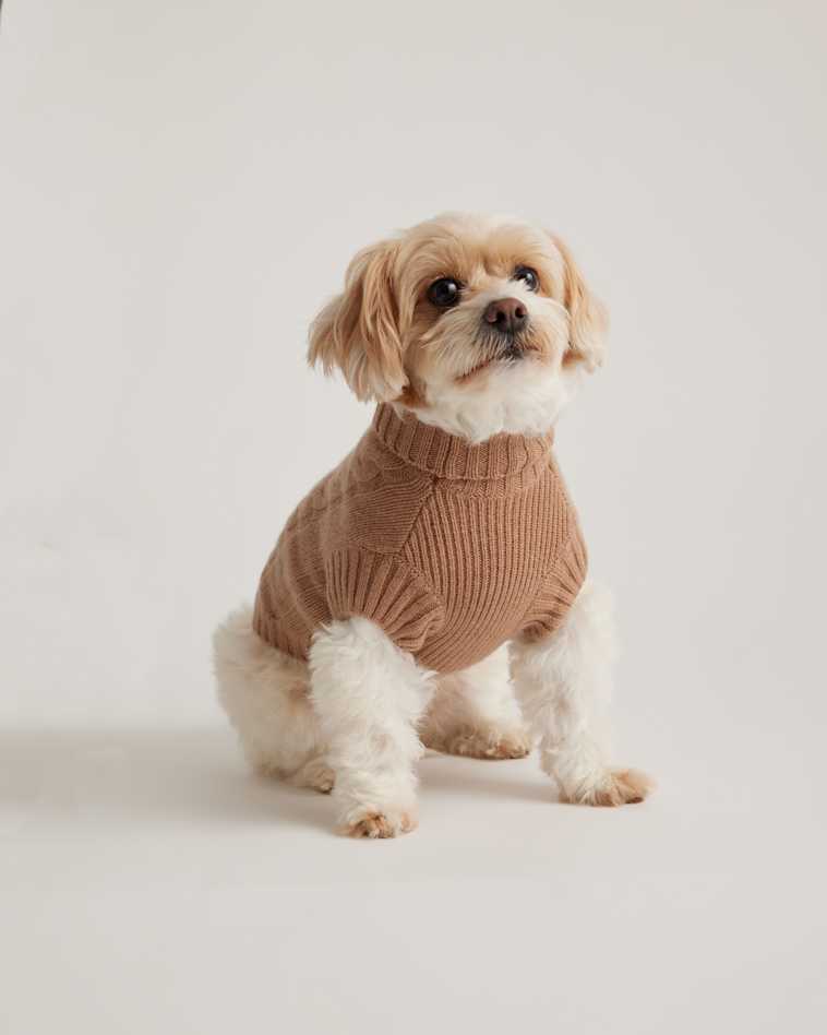 Pawsitively Stylish: Trendy Accessories Your Pet Deserves