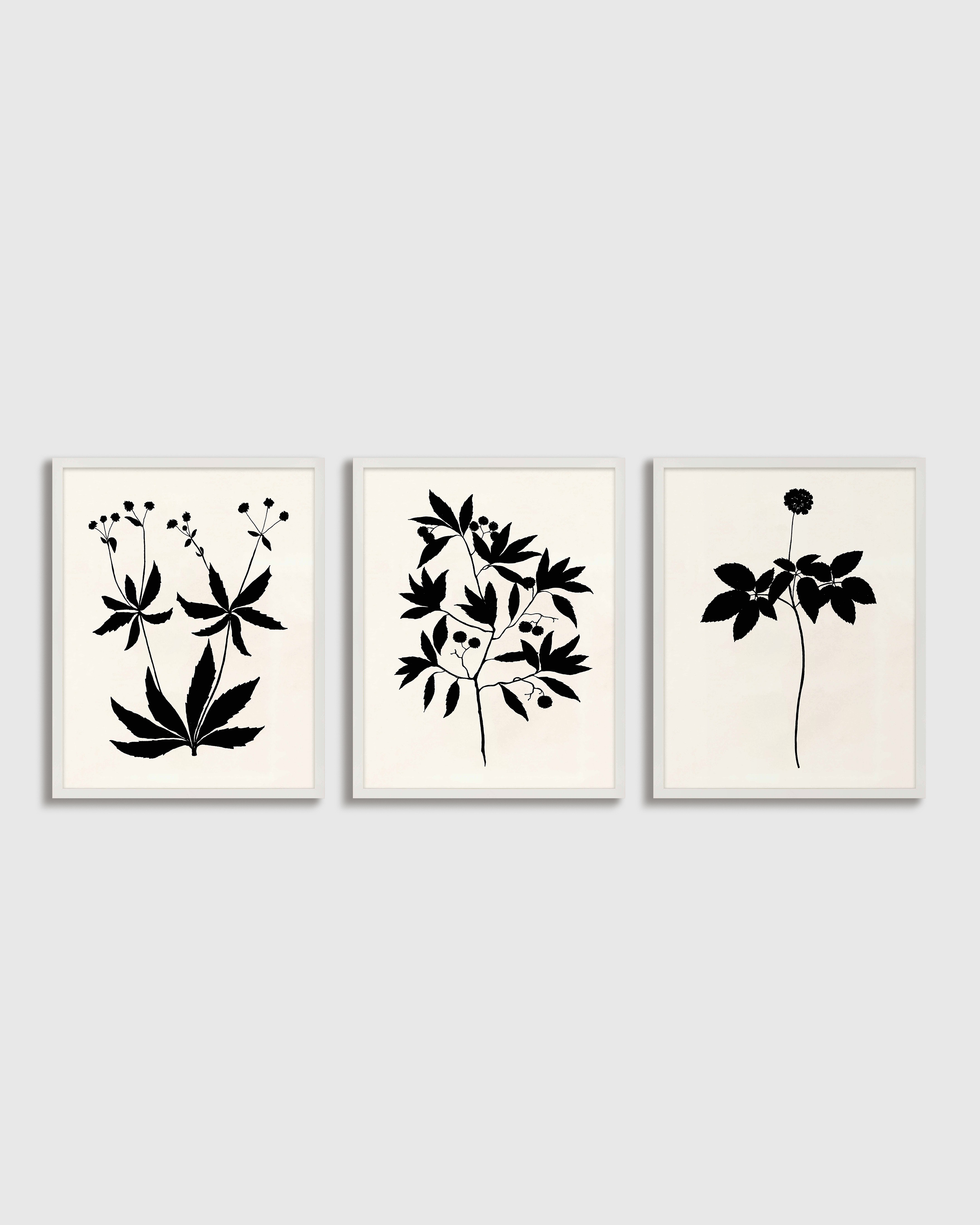 White Botanical by Philippa Katz (Set of 3)
