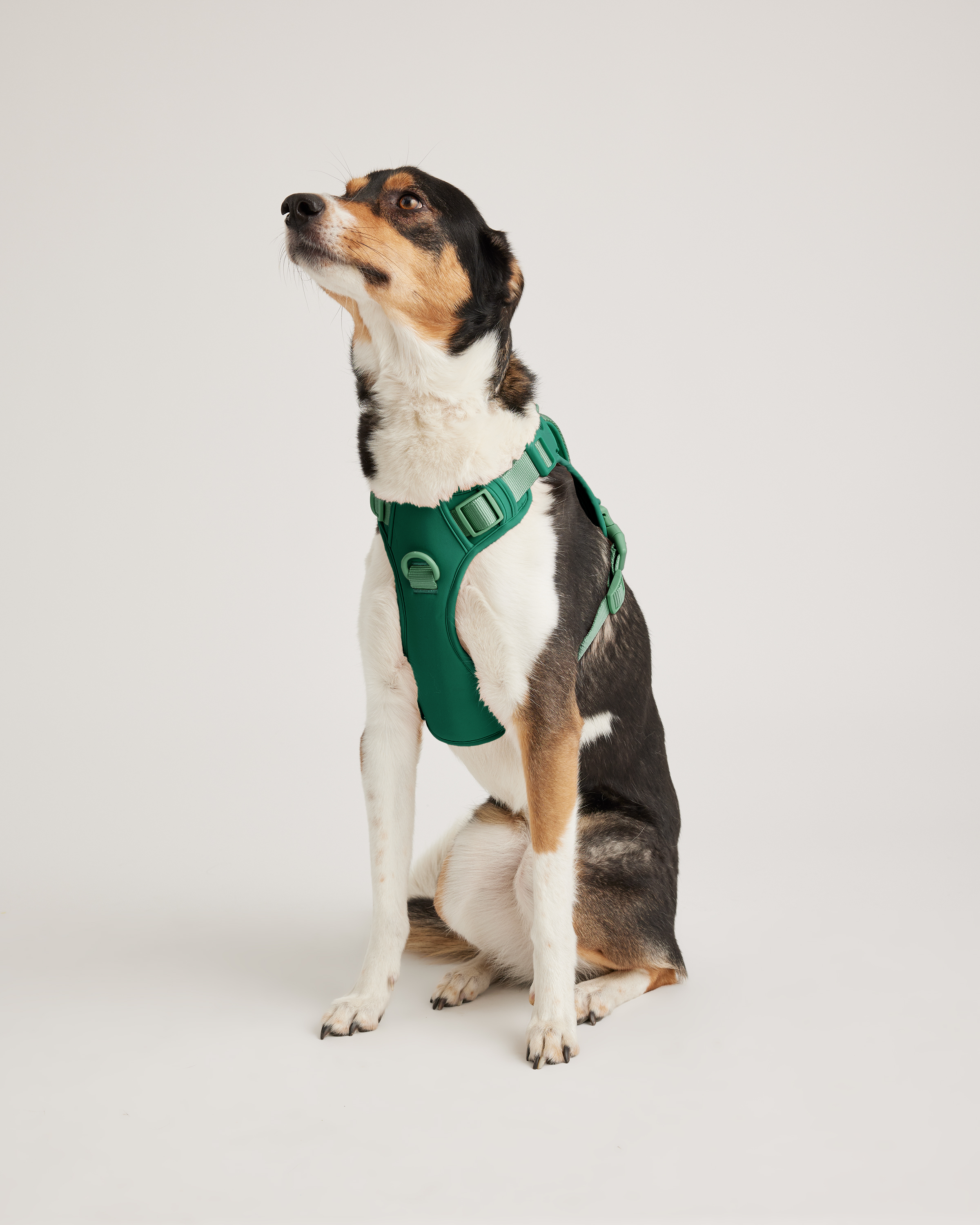 Everglade Green Neoprene Double Panel Dog Harness