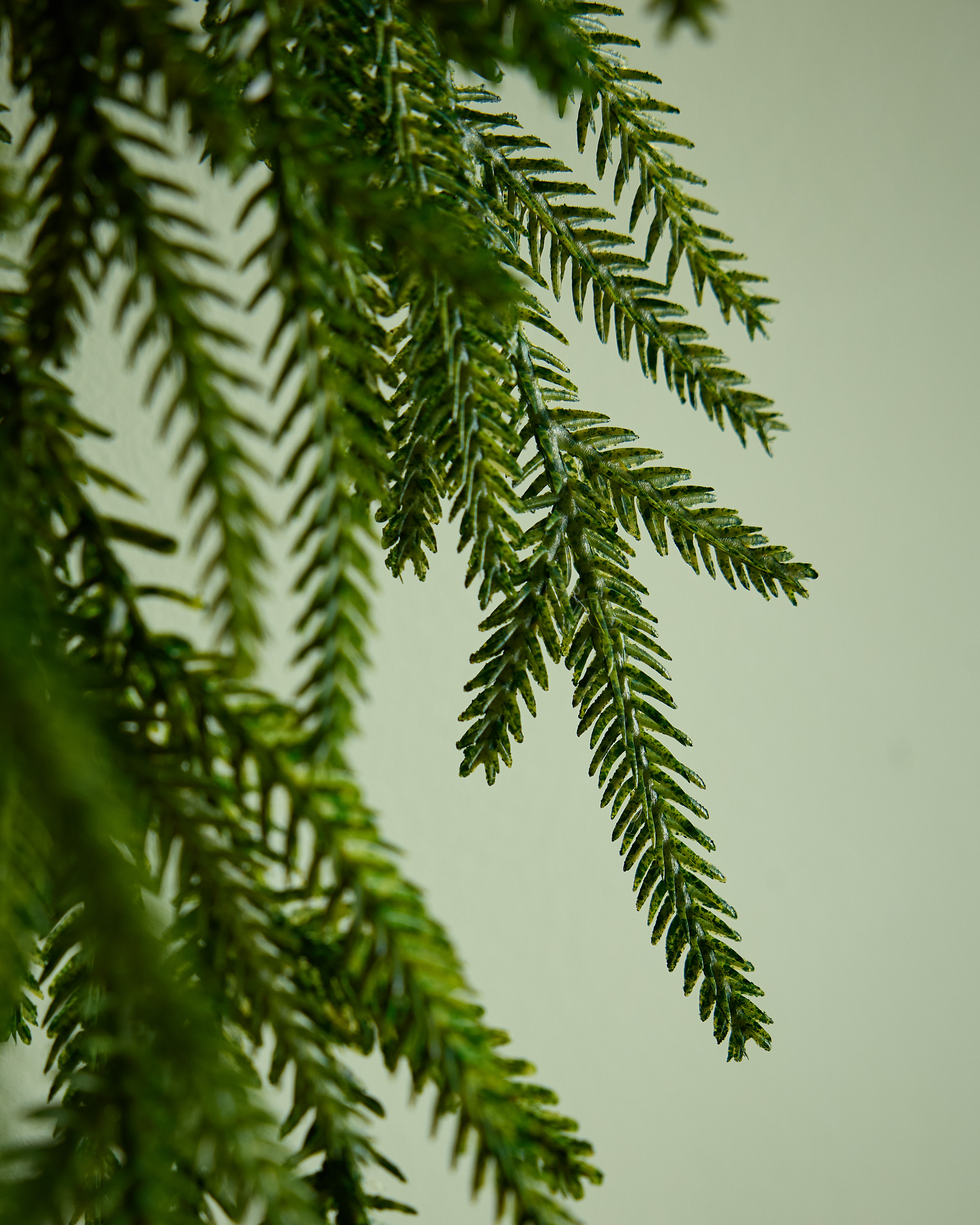 Draping Real Touch Norfolk Pine Wreath - thumbnail 3