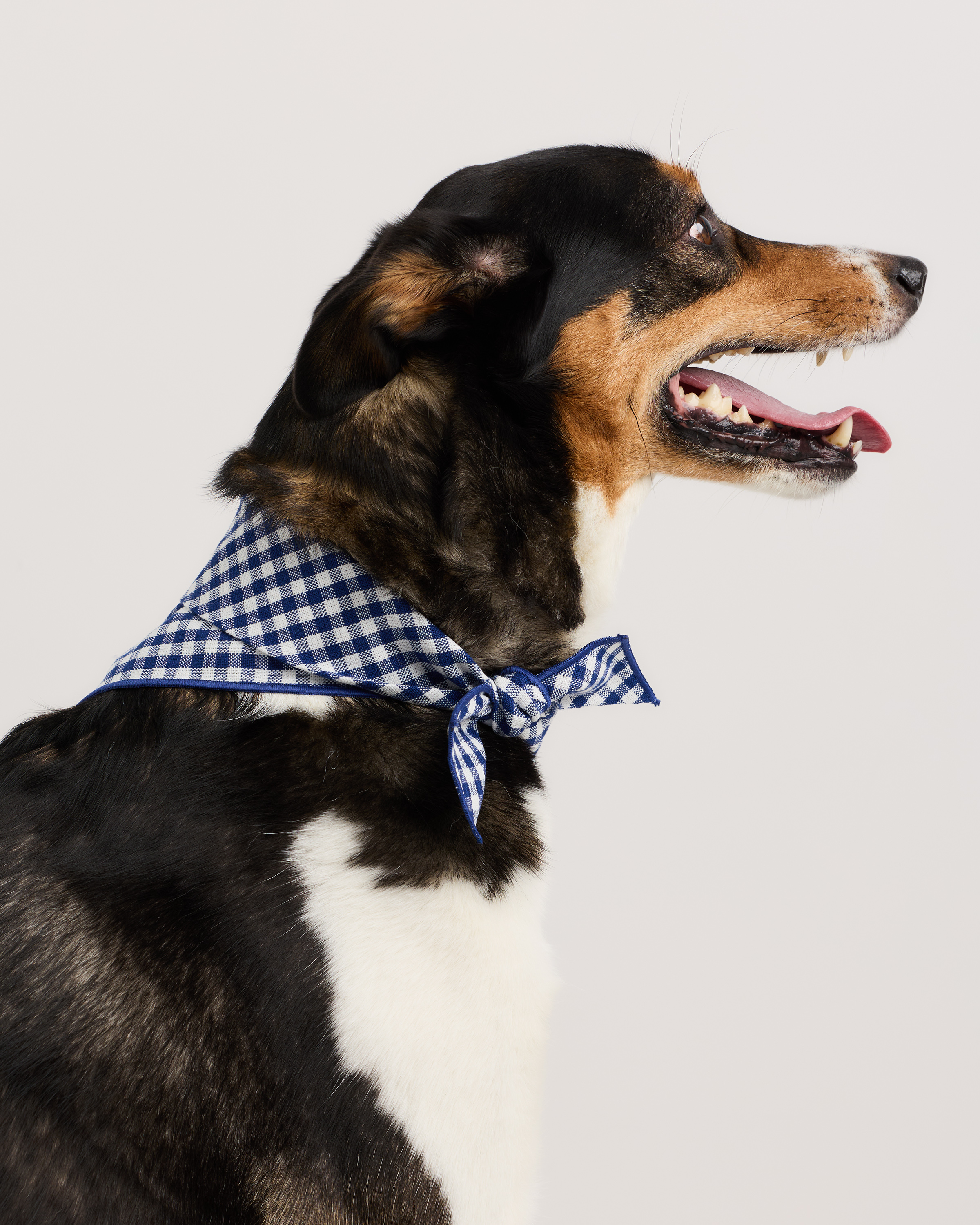 Navy/Red/Black 100% Cotton Pet Bandana (3-pack)