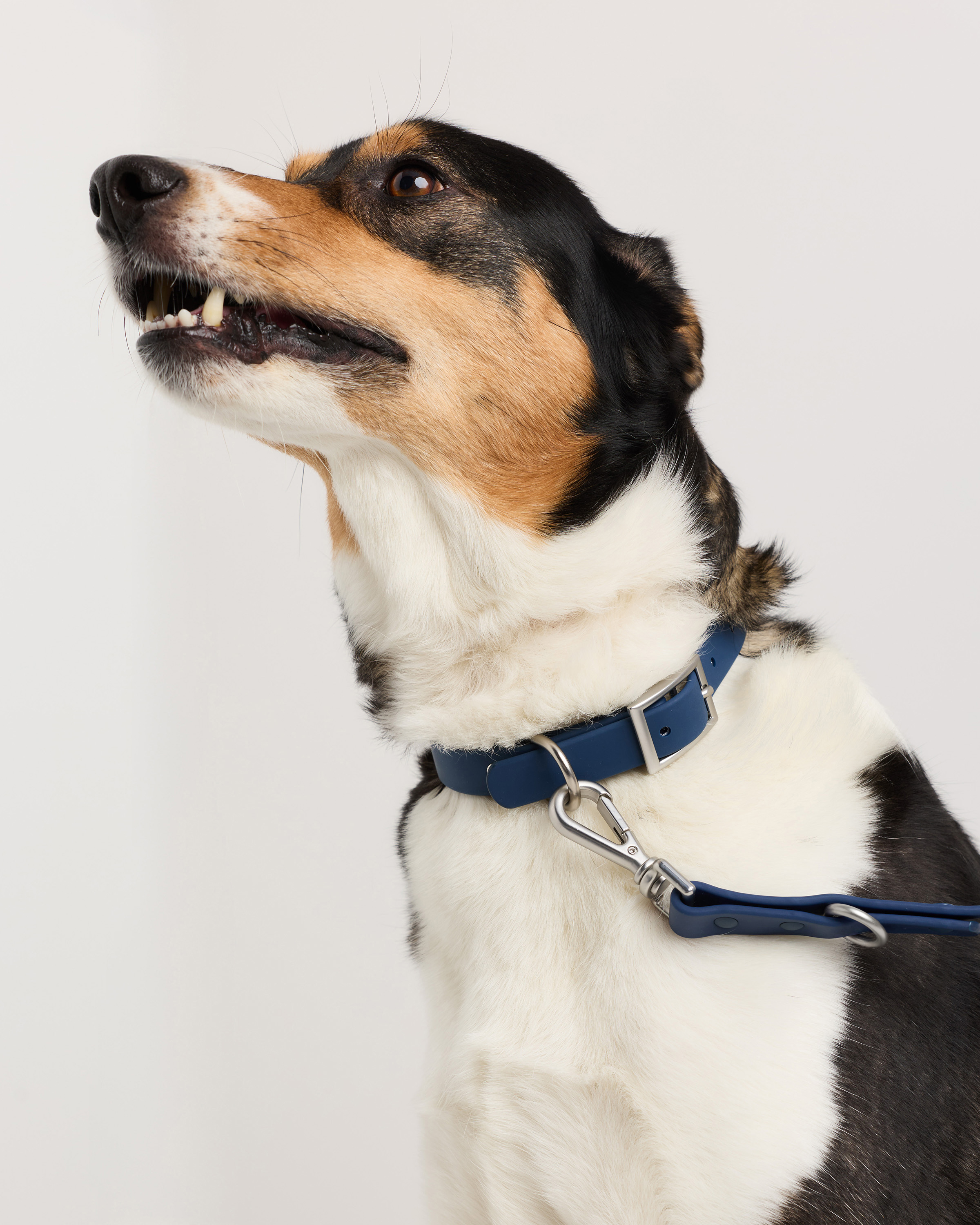 Navy Flex-Poly Dog Collar