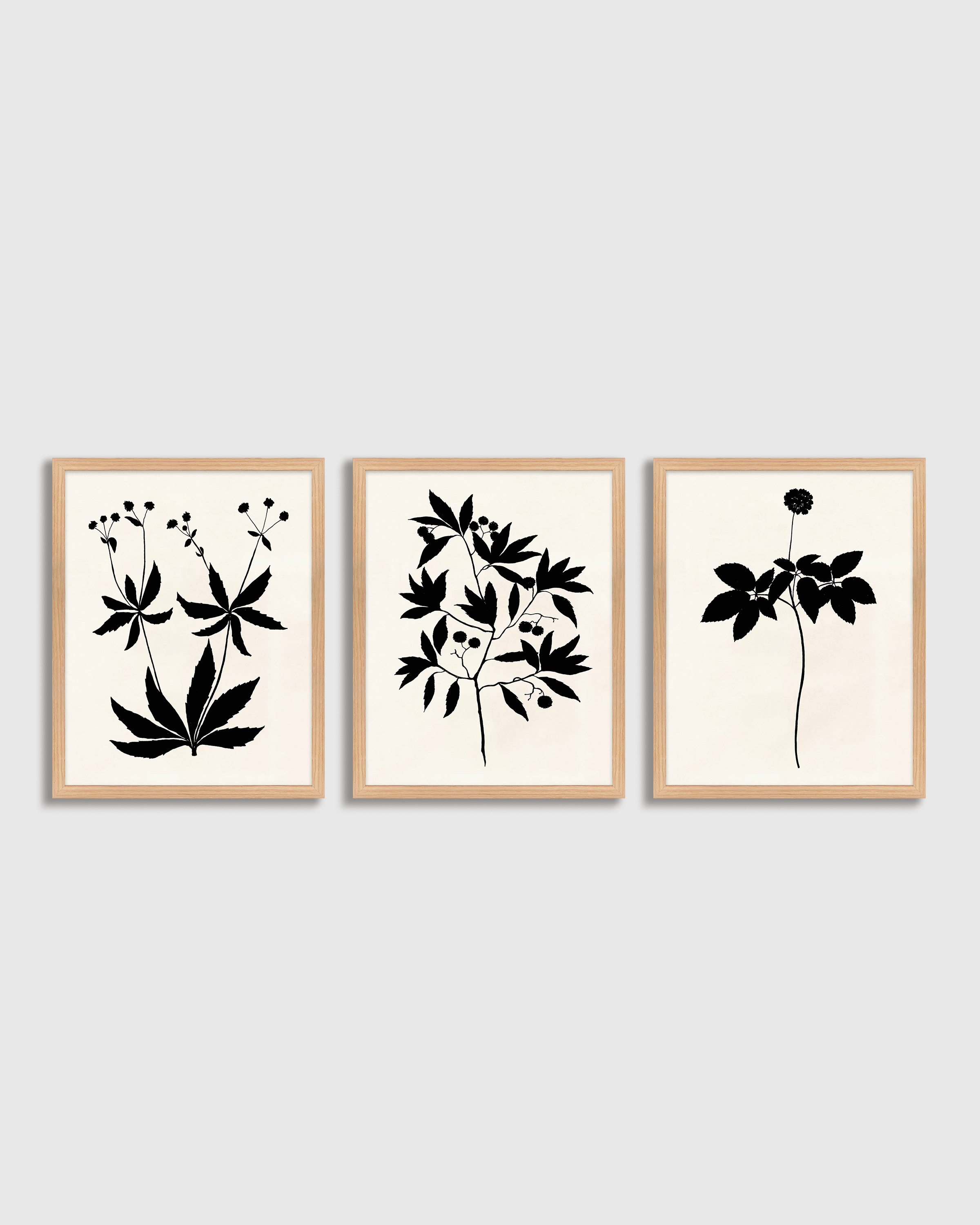 Oak Botanical by Philippa Katz (Set of 3)