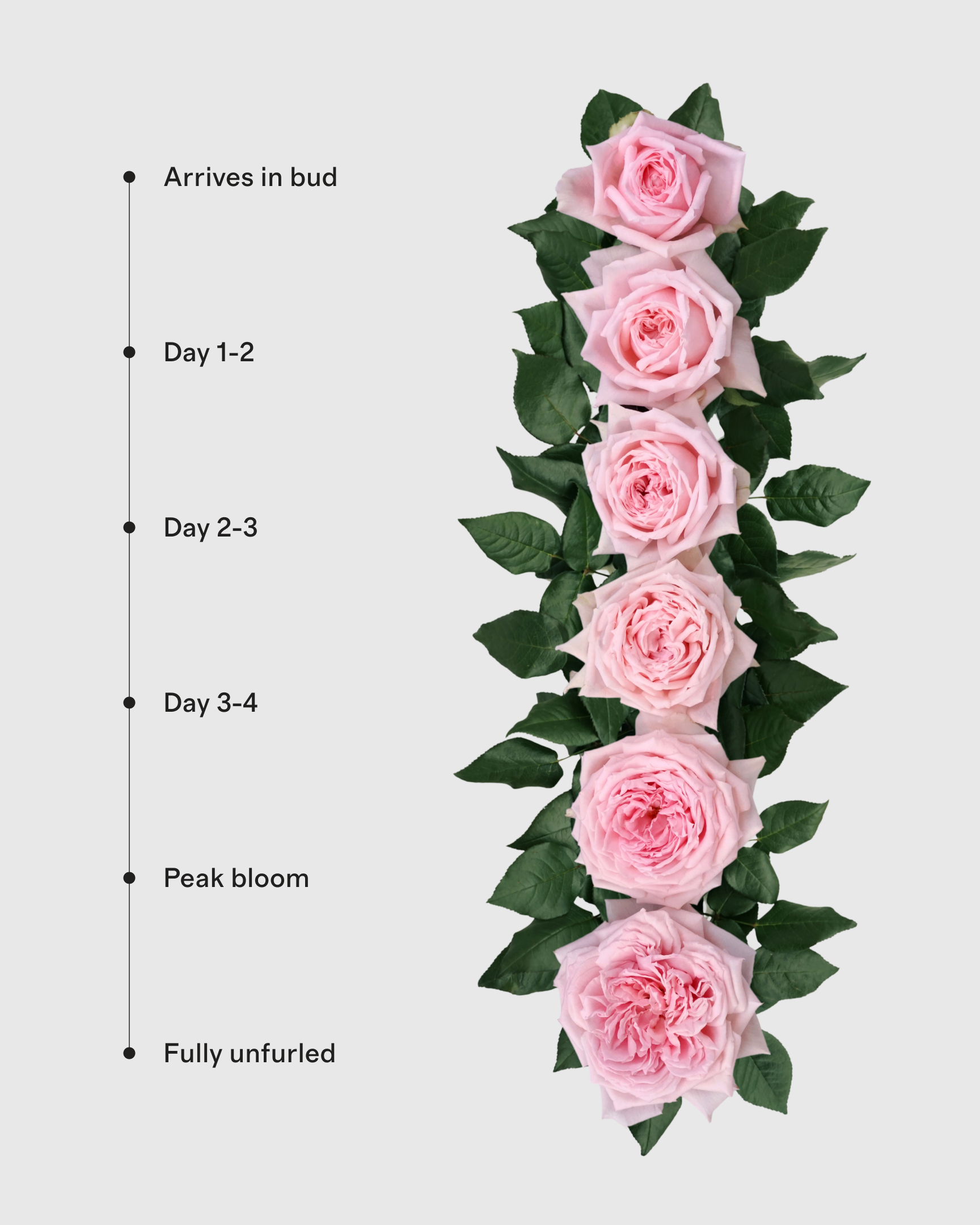 PDP_FlowersBloomCycle_PrincessHitomiBeautifulHistory