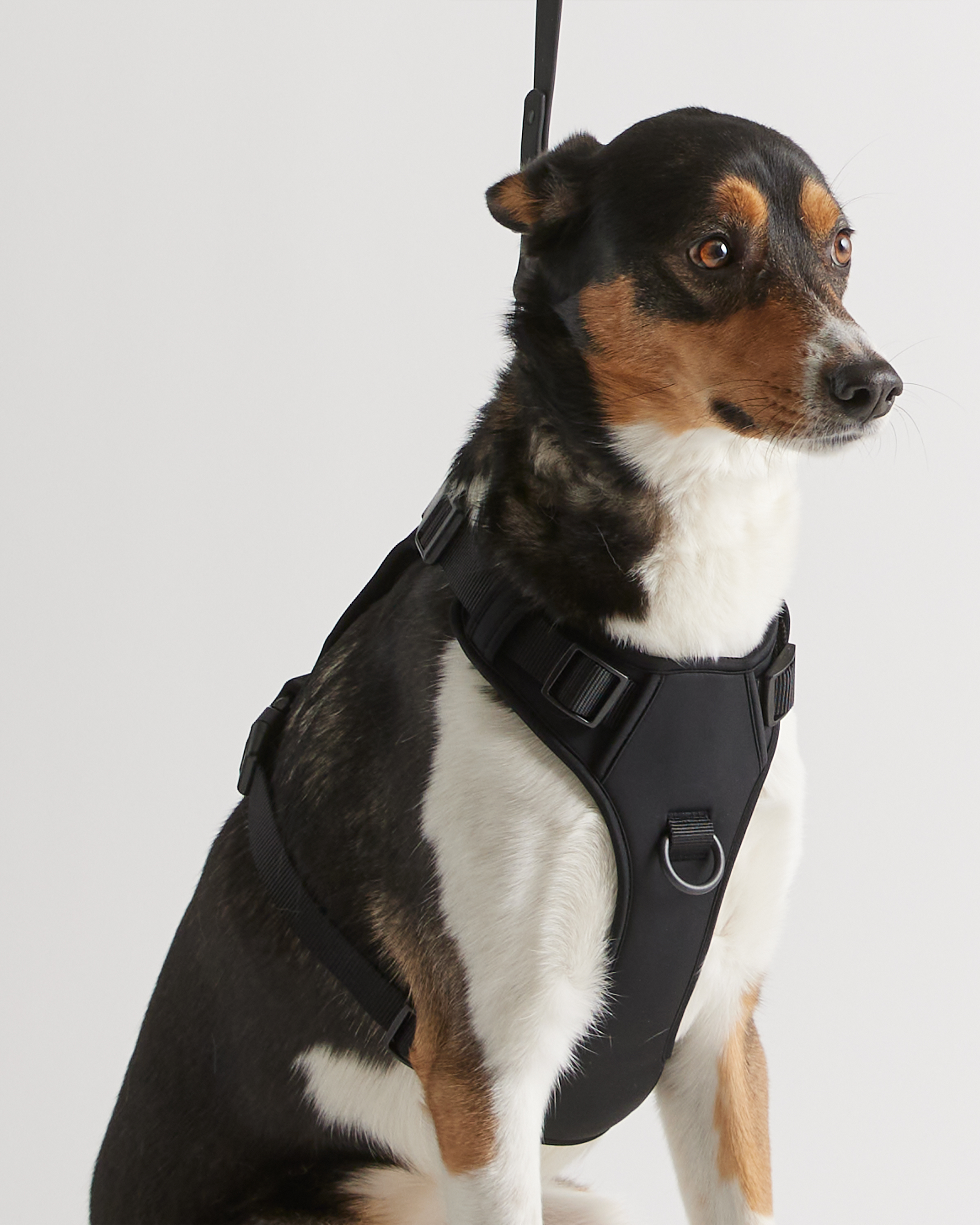 Amazon Wild One All Weather Dog Collar Educator ET-300 Mini E