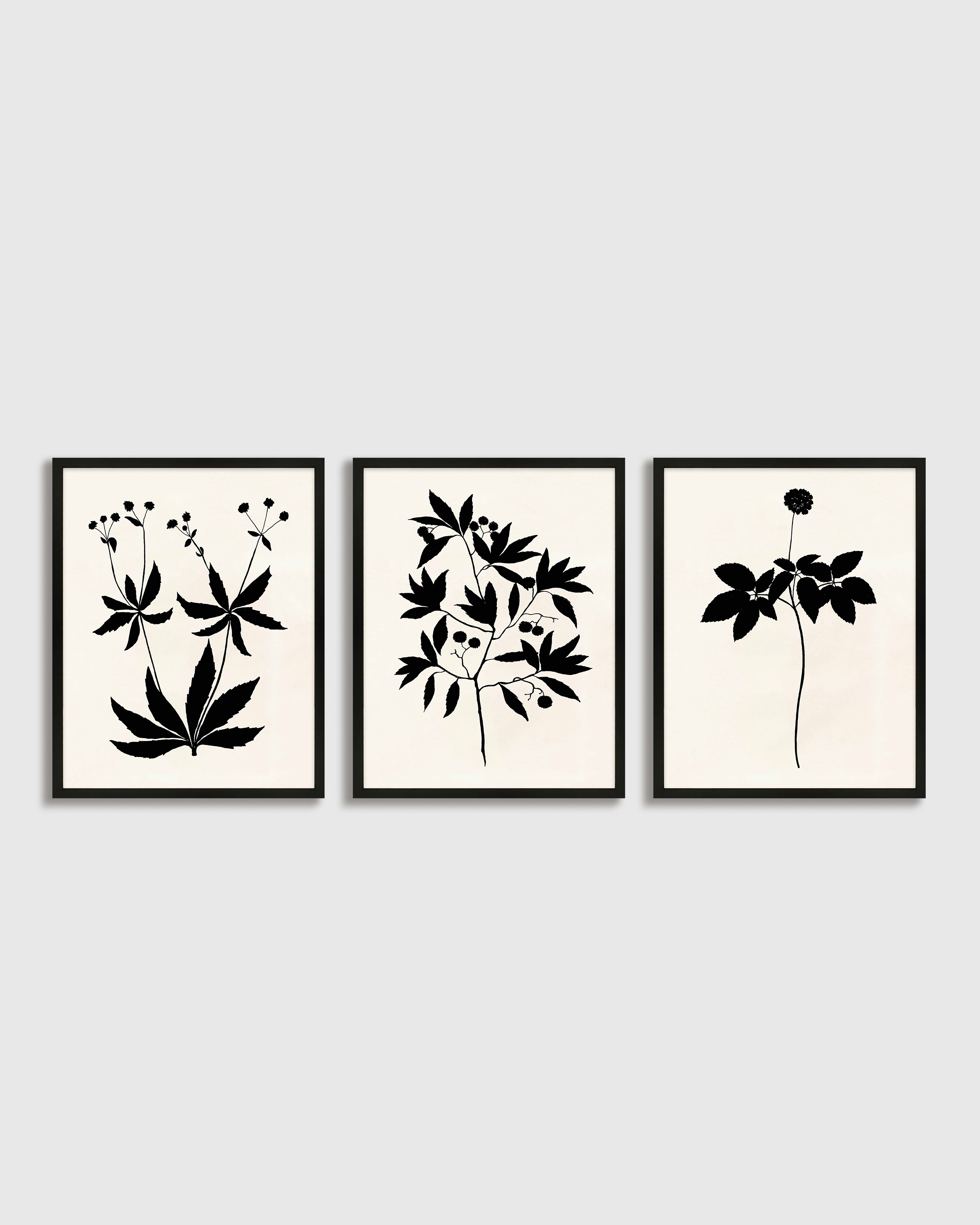 Black Botanical by Philippa Katz (Set of 3)