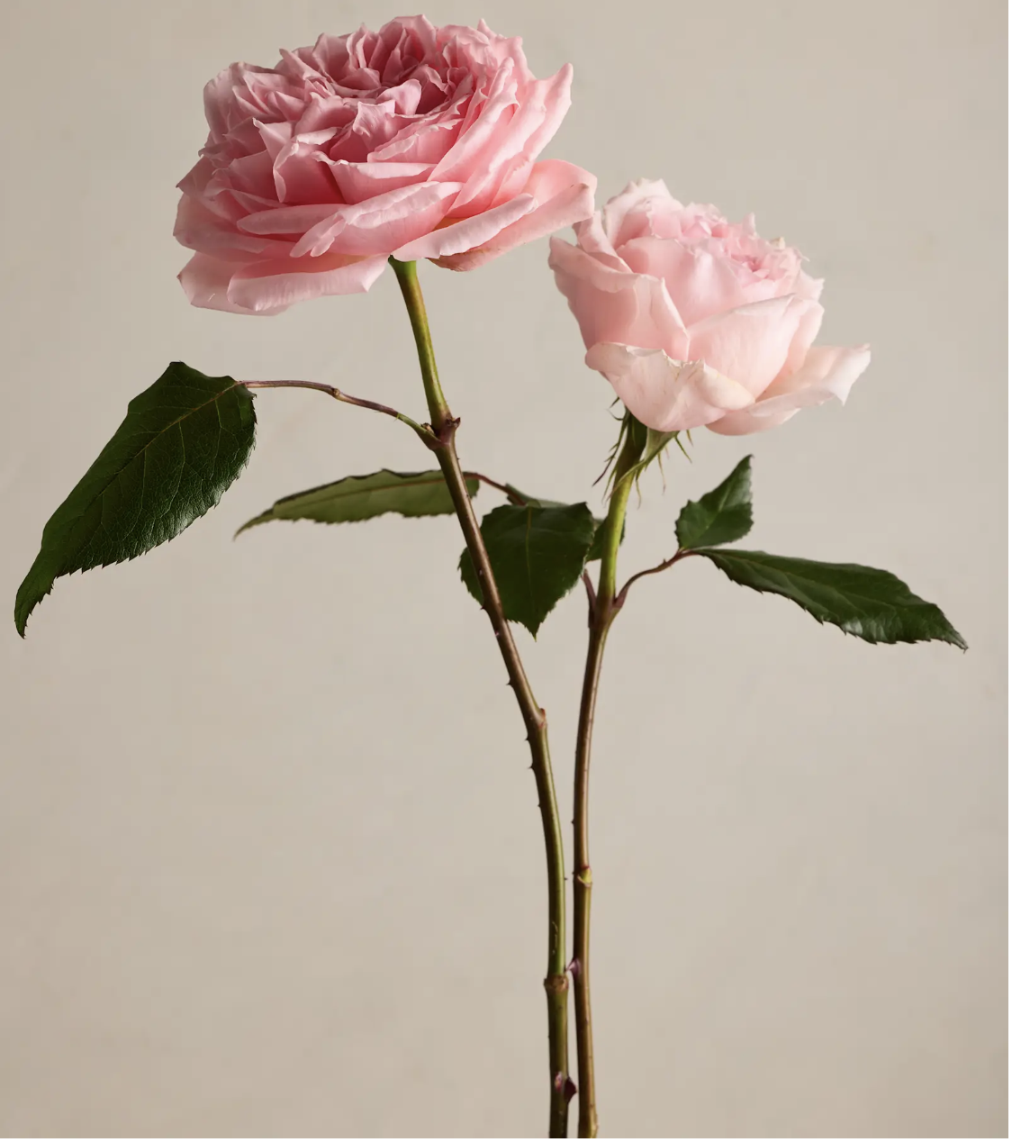 Aurora Garden Roses