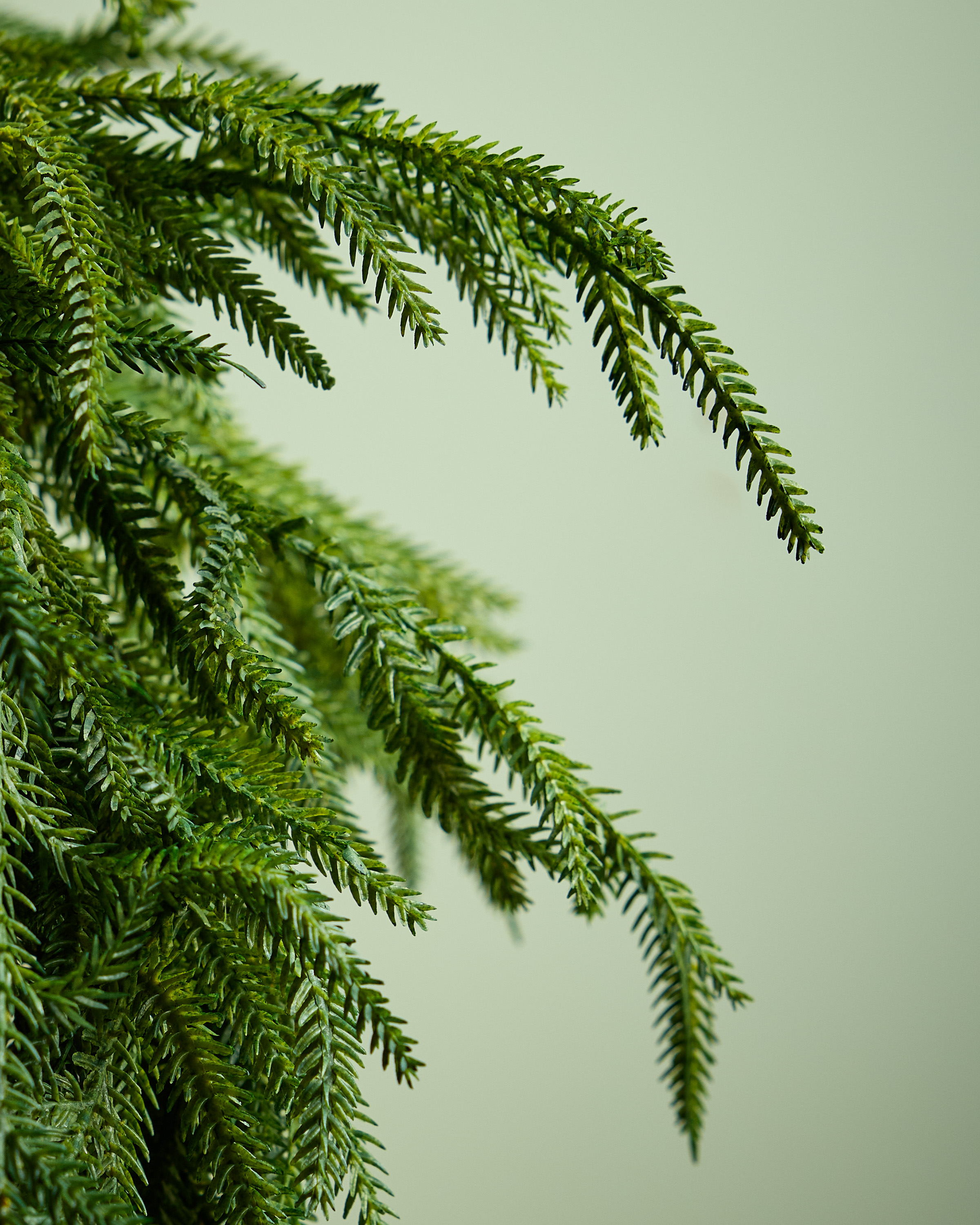 Quince Norfolk Pine Garland - Thumbnail 3