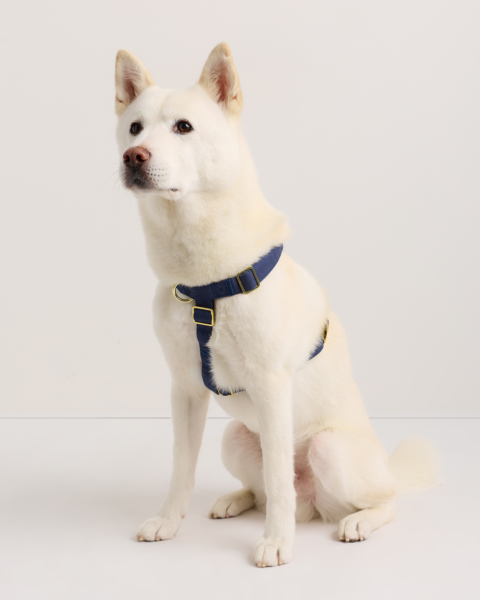 Navy 100% Cotton-Wrapped Nylon Dog Harness
