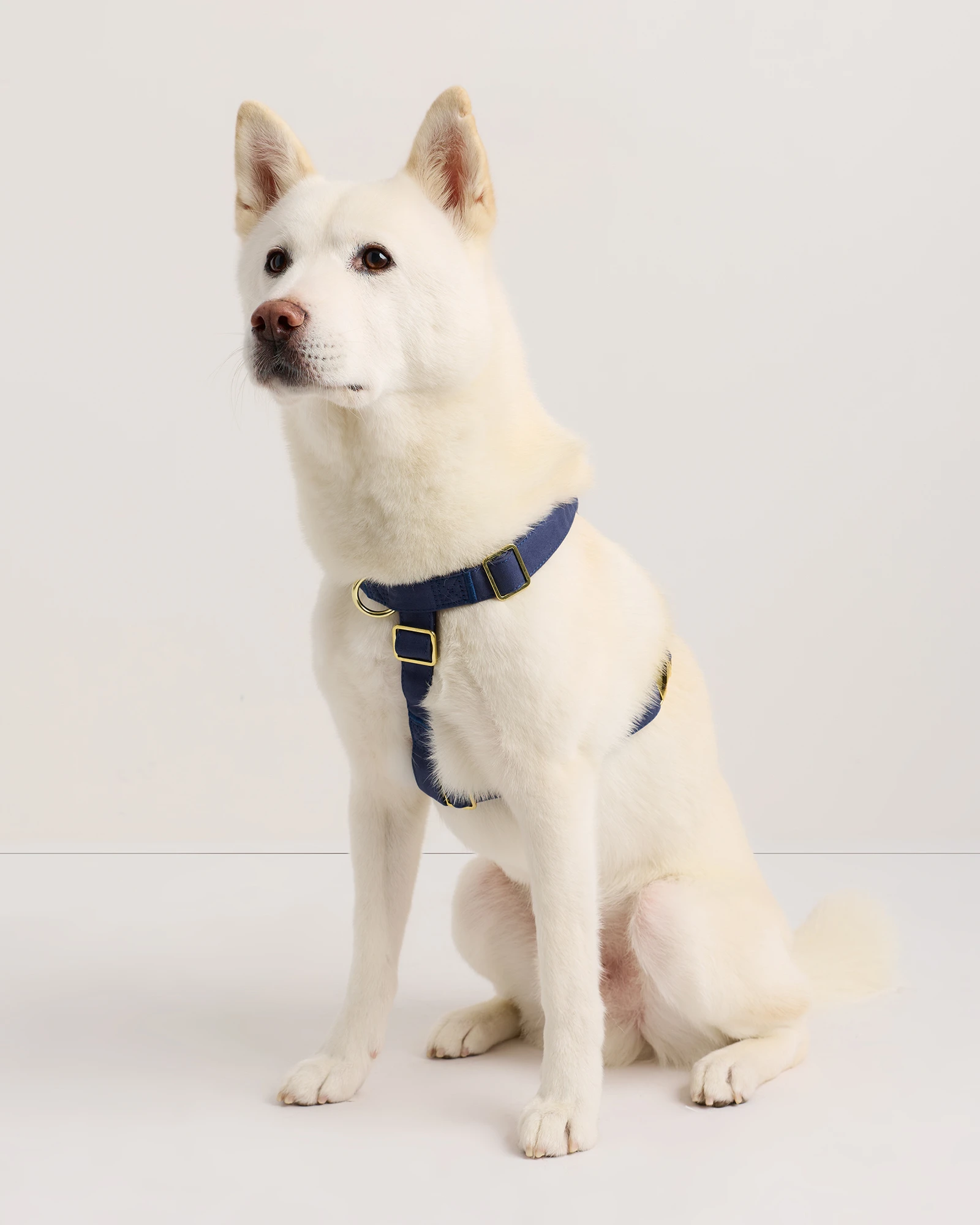 100% Cotton-Wrapped Nylon Dog Harness