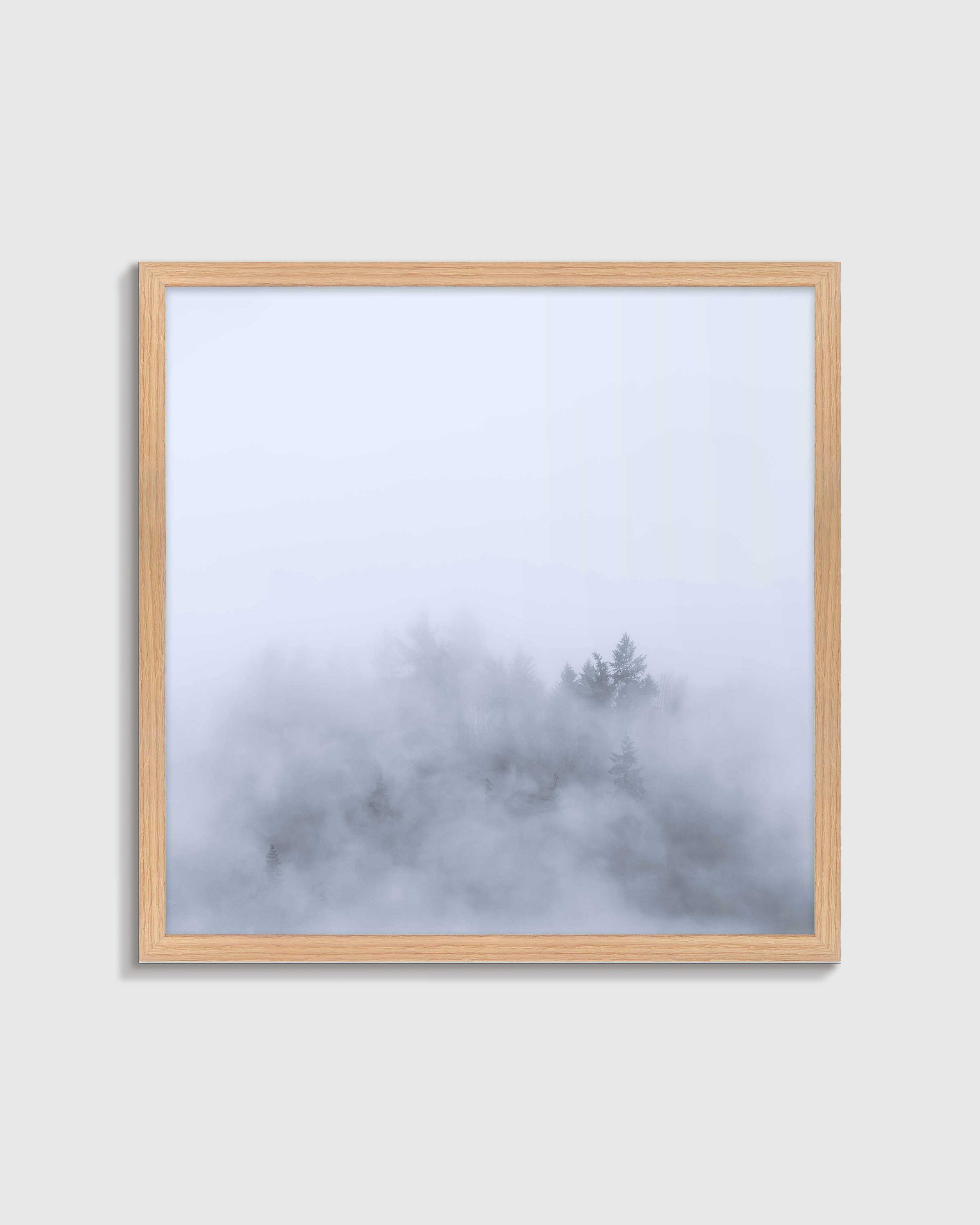 Oak Above the Mist by Laura Zimmerman