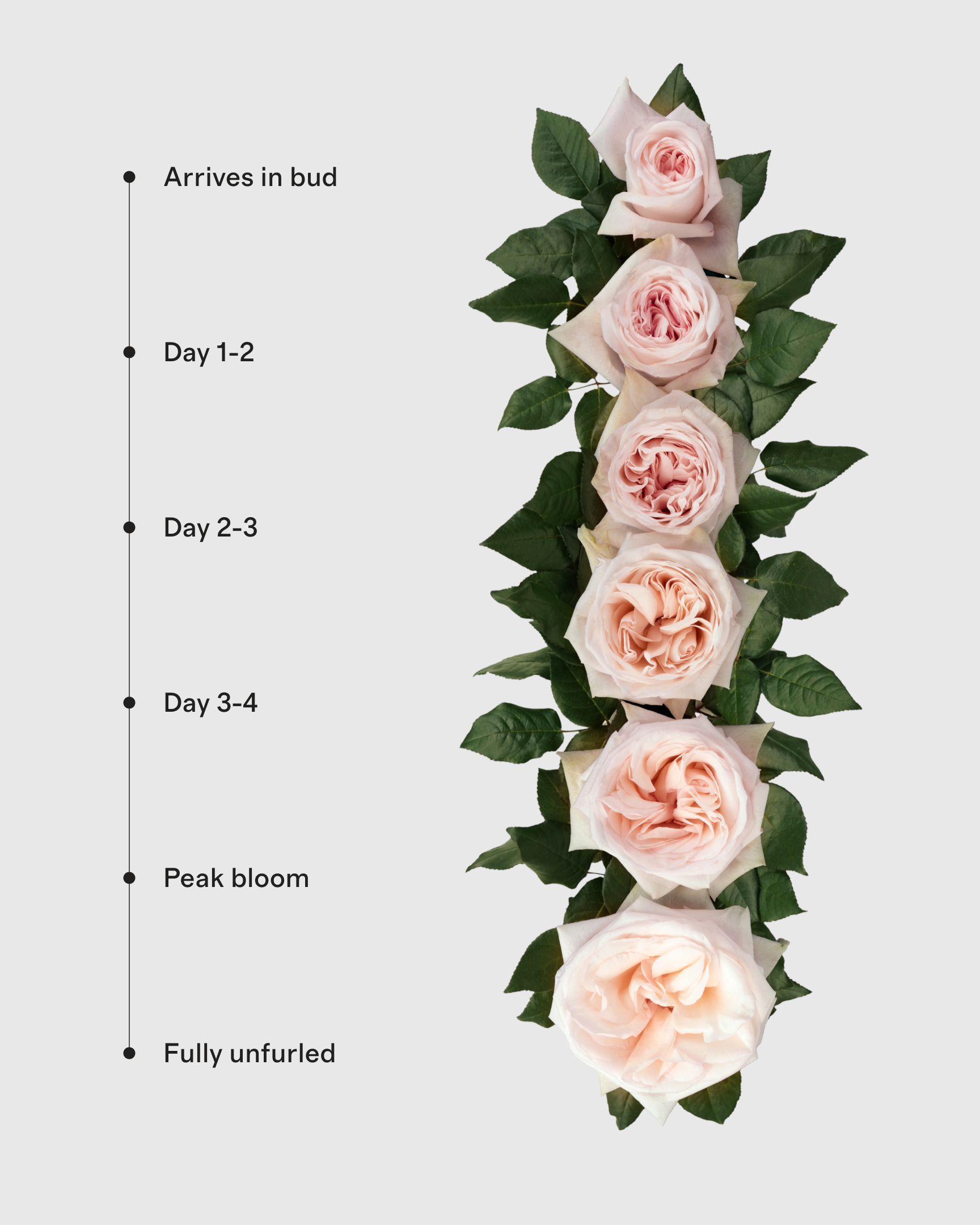 PDP_FlowersBloomCycle_WhiteOHara