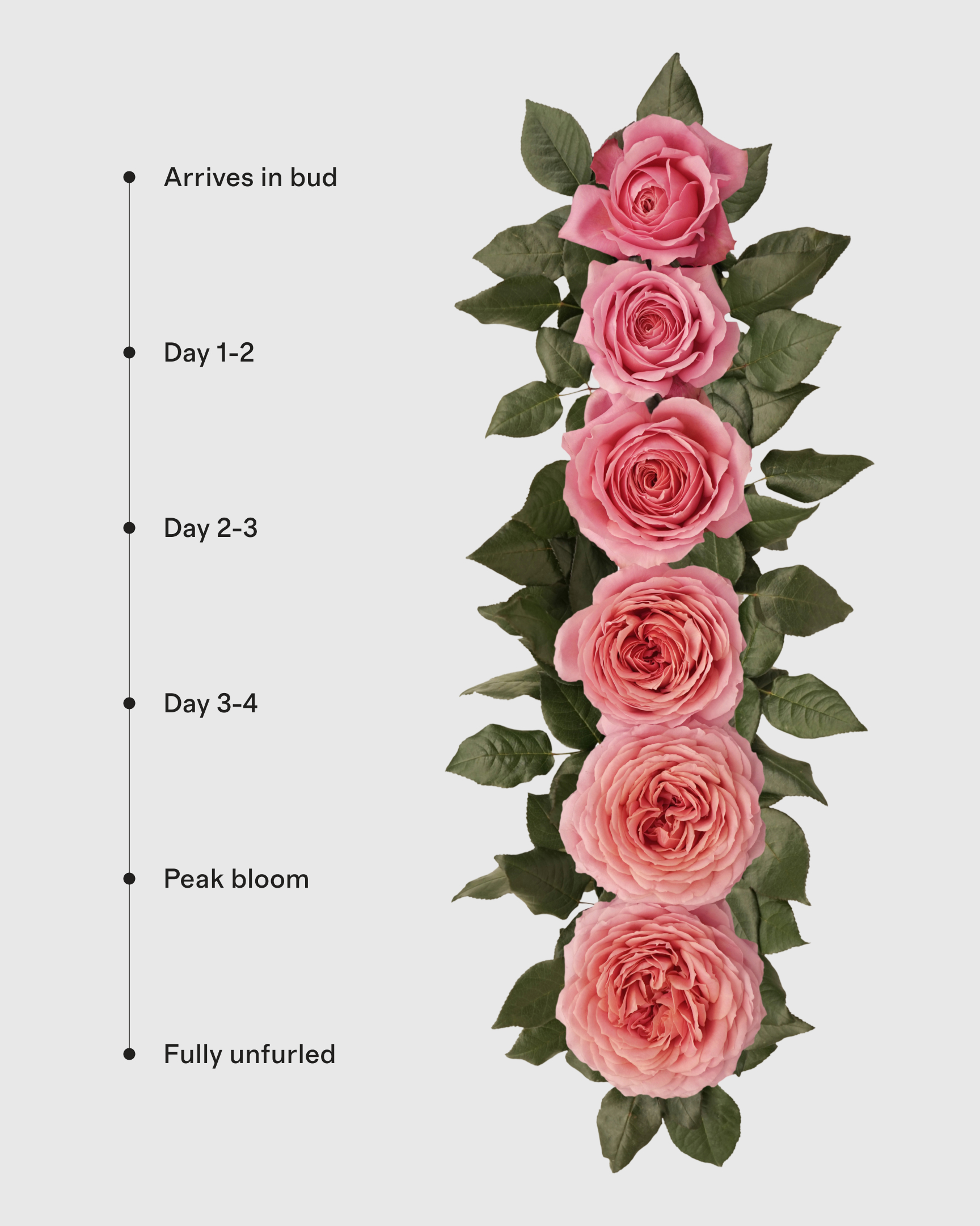 PDP_FlowersBloomCycle_RomanticAntike