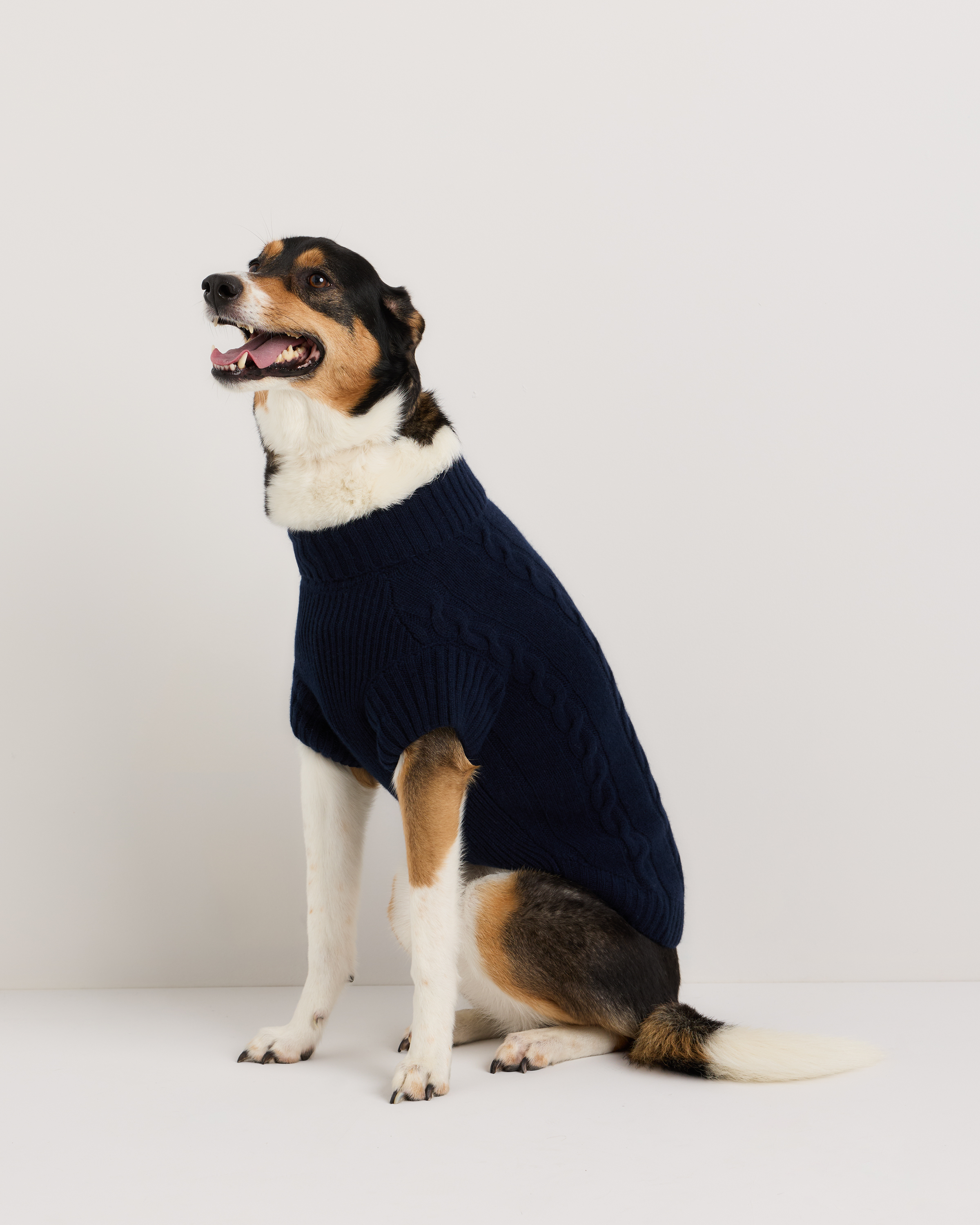 Dog Sweater 360 Cashmere Lyra Sassy Woof Dog Cable Knit Sweater