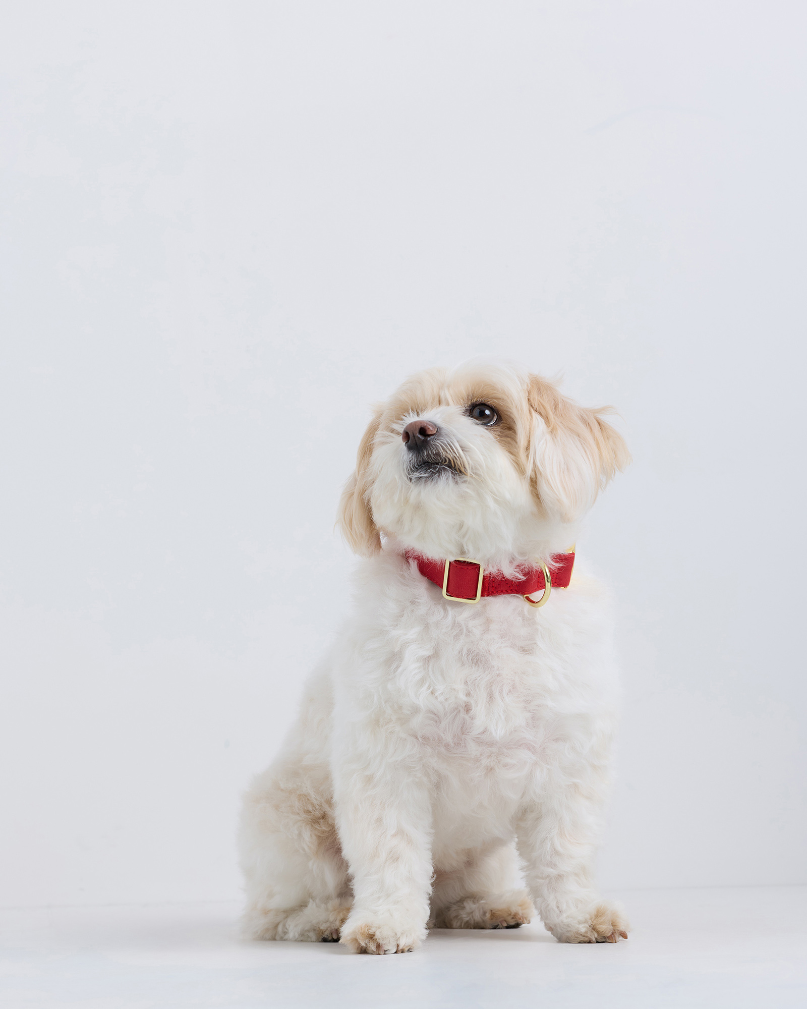 Ruby 100% Cotton-Wrapped Nylon Dog Collar