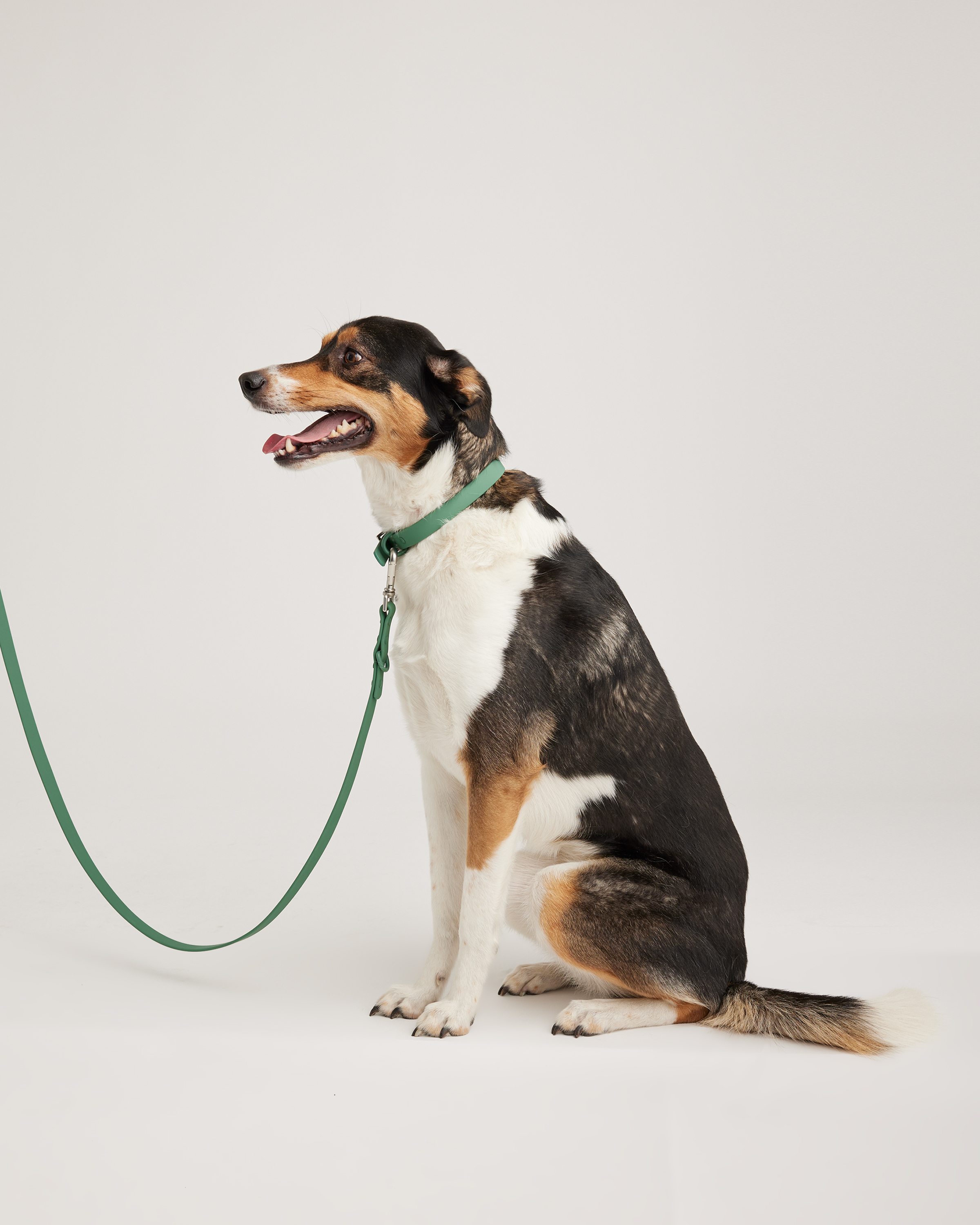 Everglade Green Flex-Poly Dog Leash