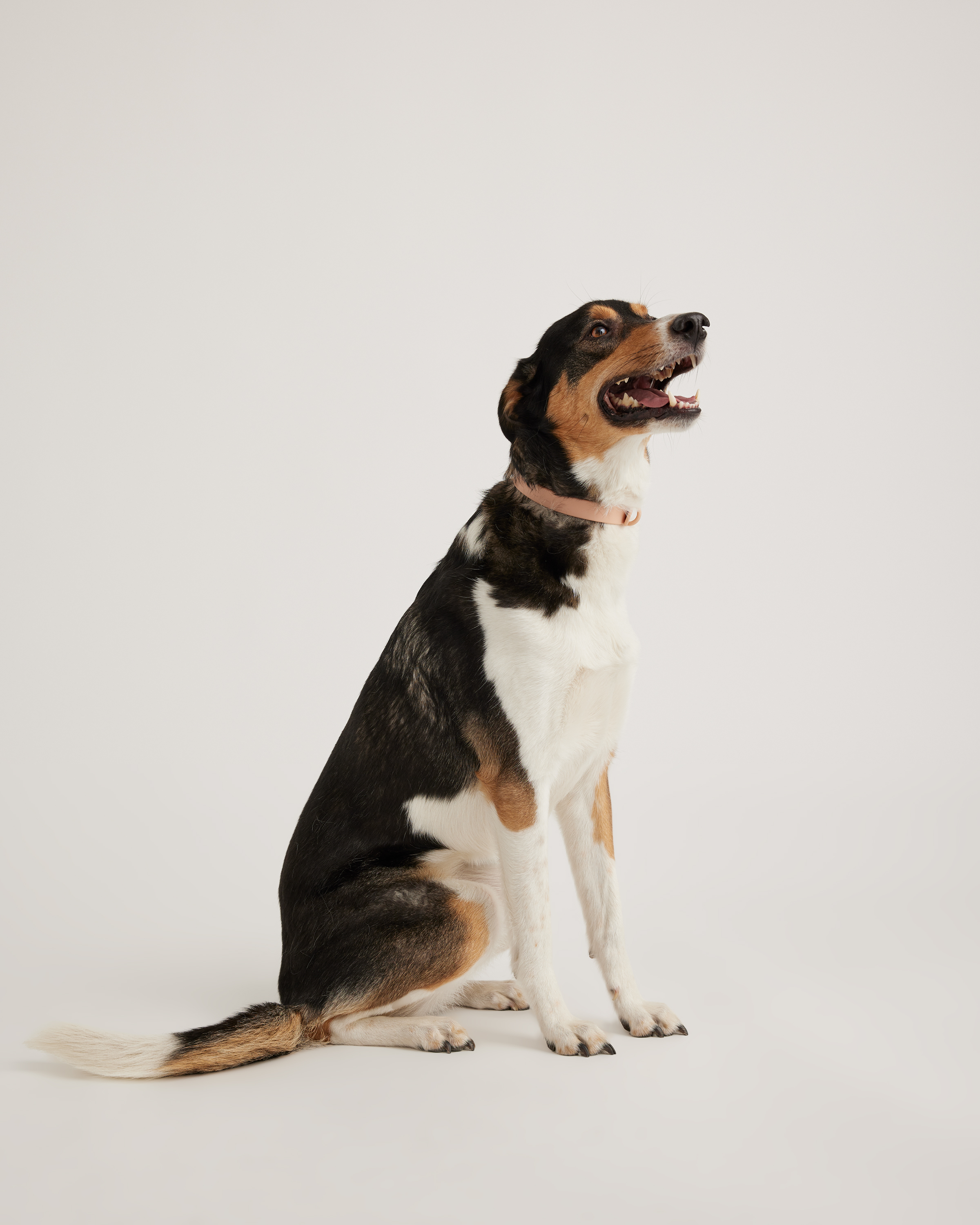 Soft Blush Flex-Poly Dog Collar