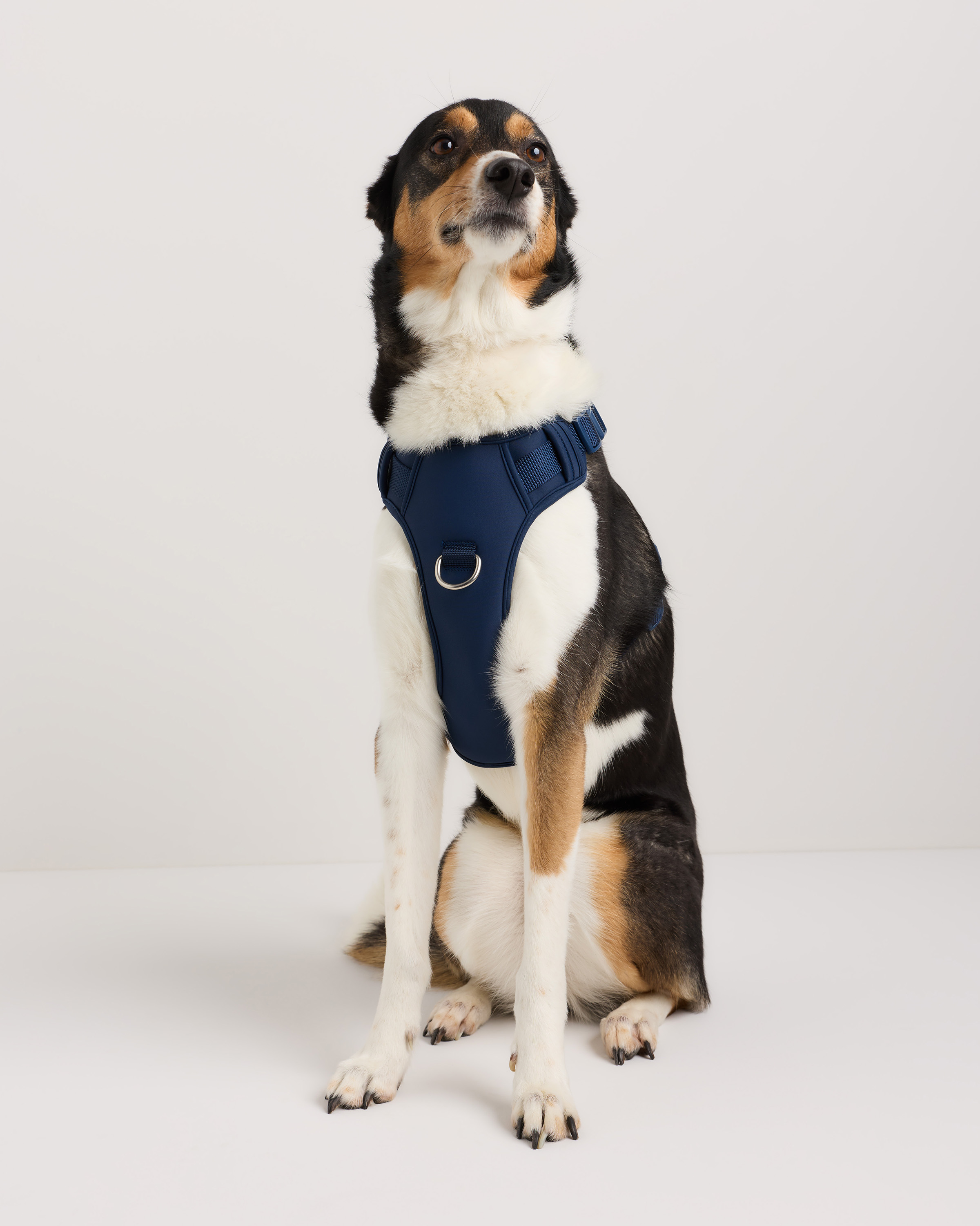 Navy Neoprene Double Panel Dog Harness