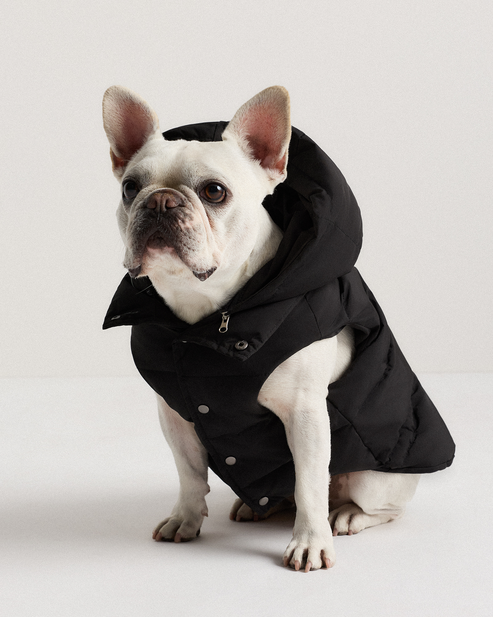 Black Waterproof Dog Puffer Jacket