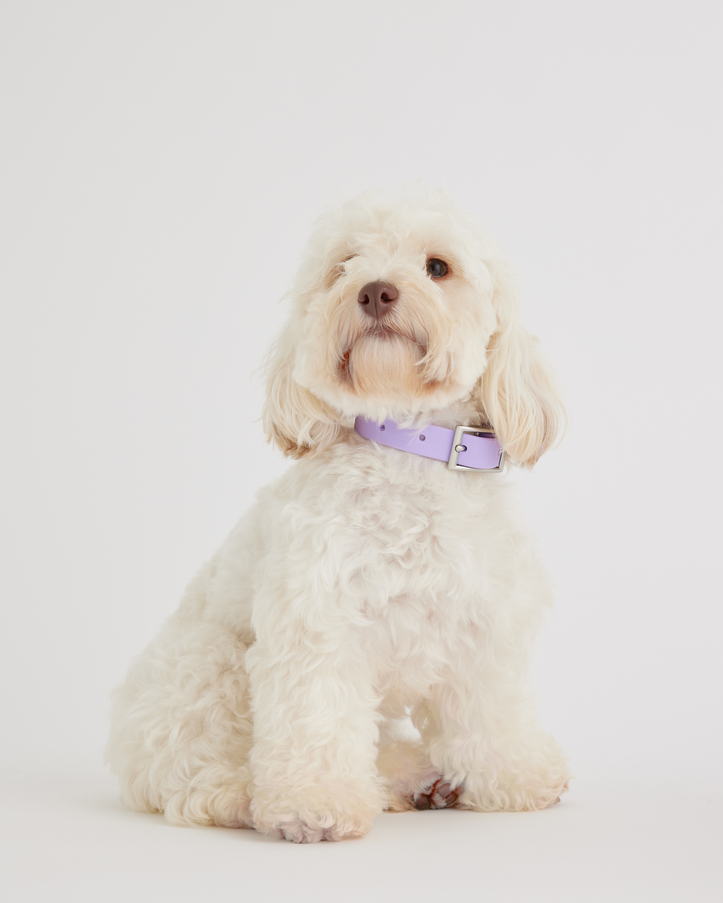 Lavender Flex-Poly Dog Collar