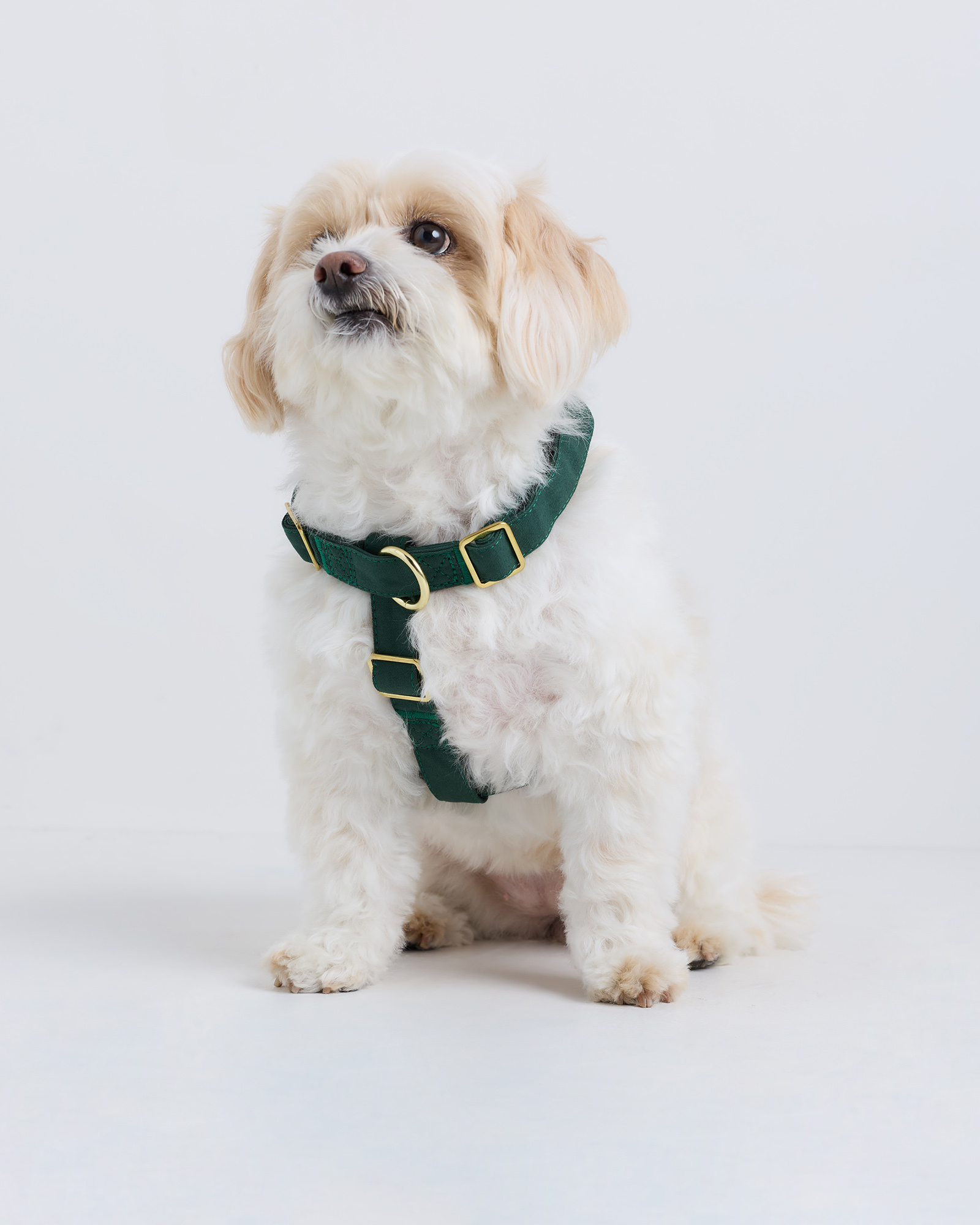 Dark Green 100% Cotton-Wrapped Nylon Dog Harness