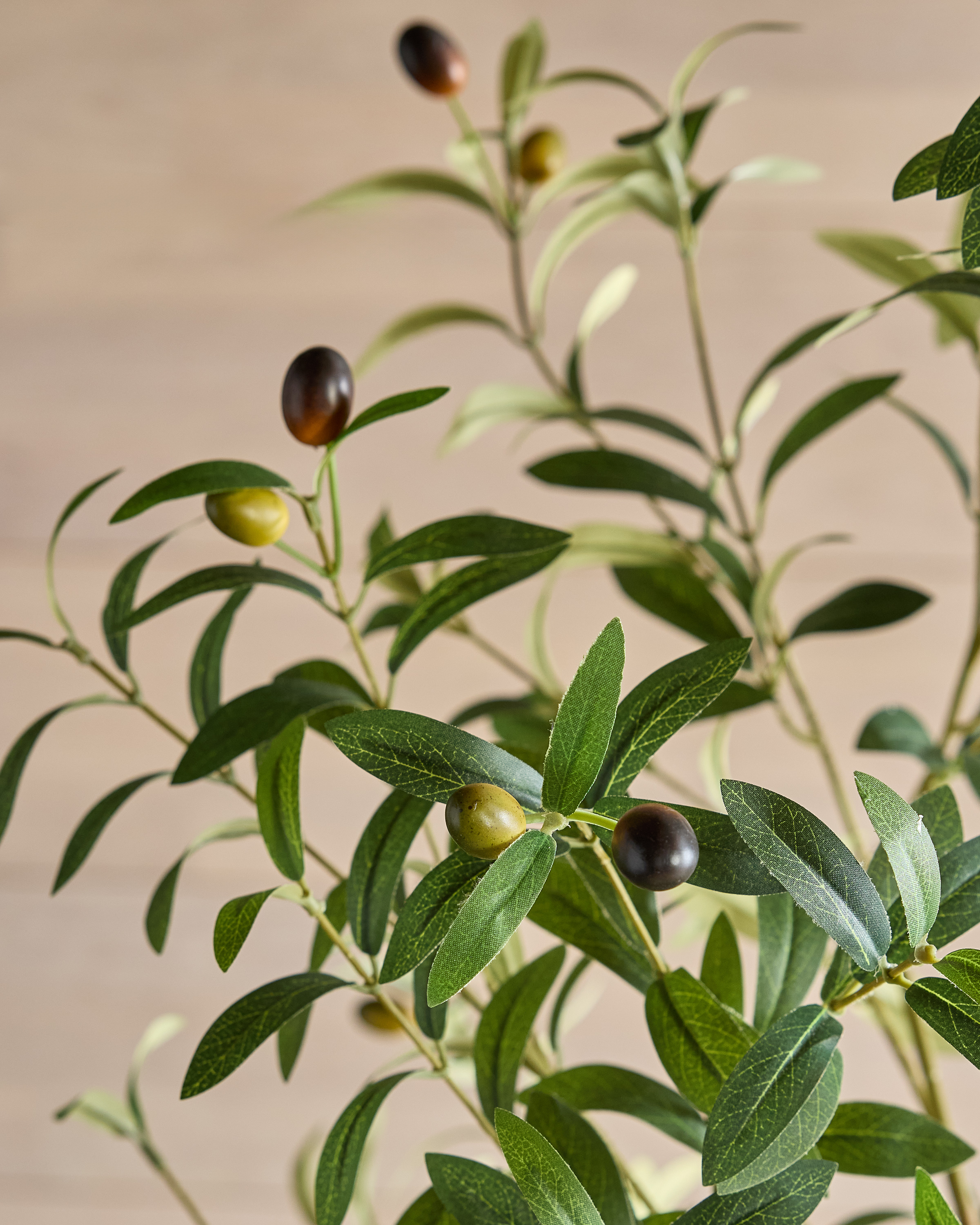 Quince Olive Tree - Thumbnail 3