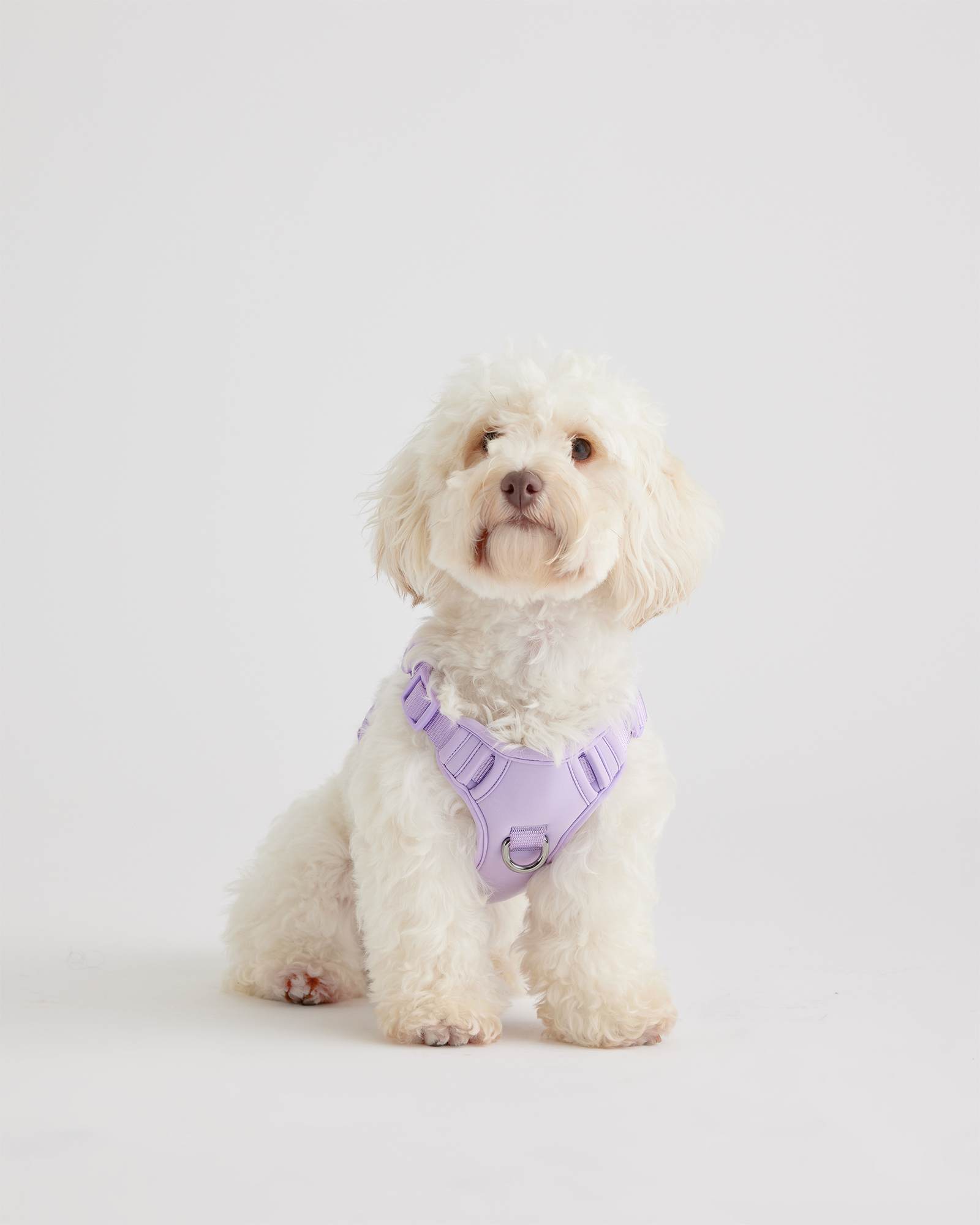 Lavender Neoprene Double Panel Dog Harness