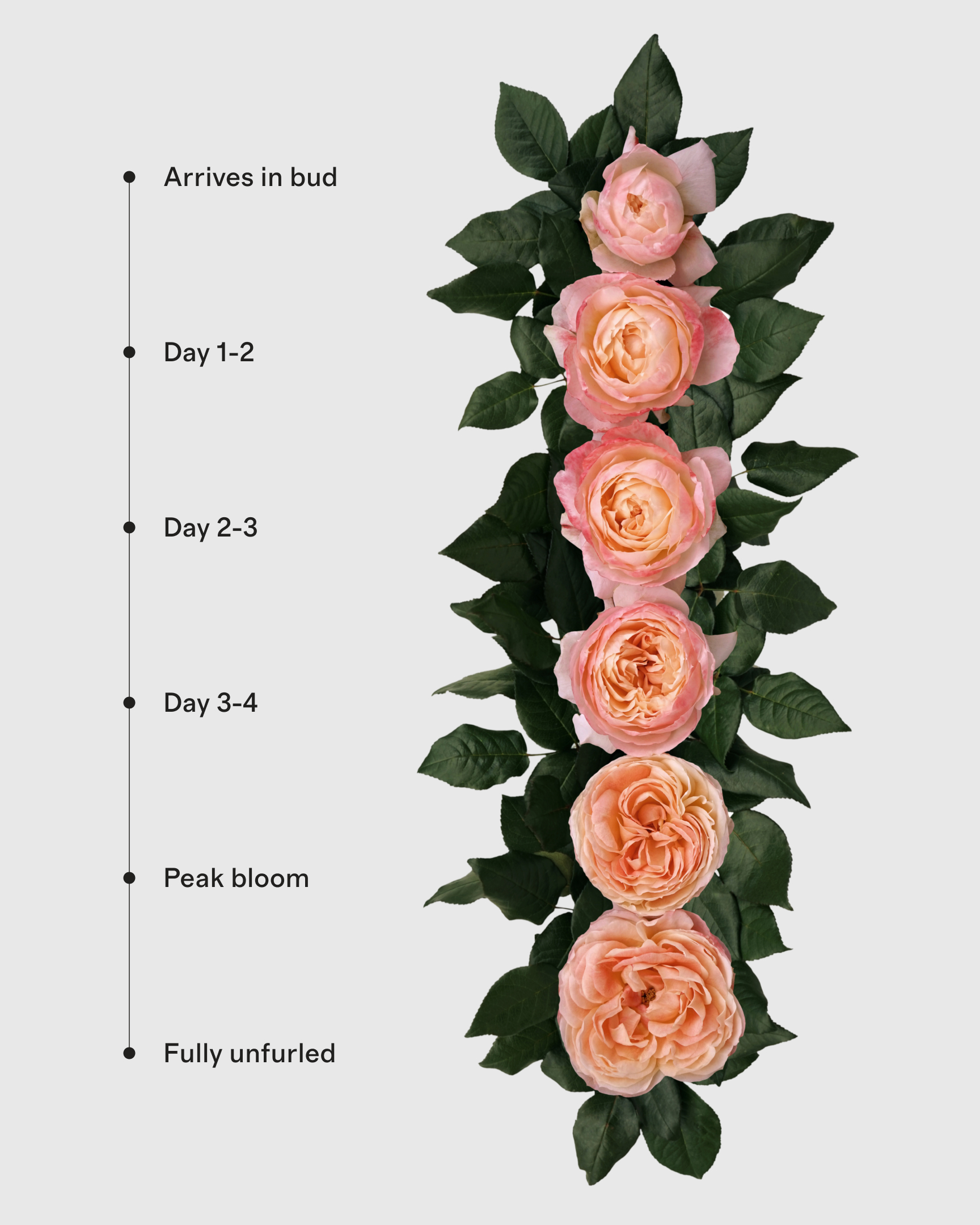 PDP_FlowersBloomCycle_PrincessAikoBeloved